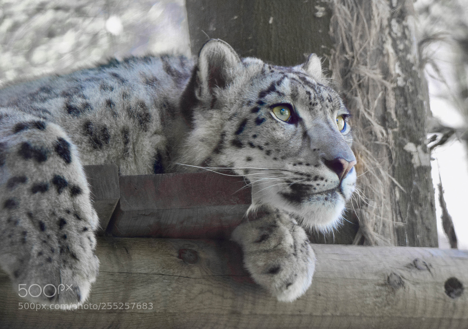 Nikon D5300 sample photo. Snow leopard photography