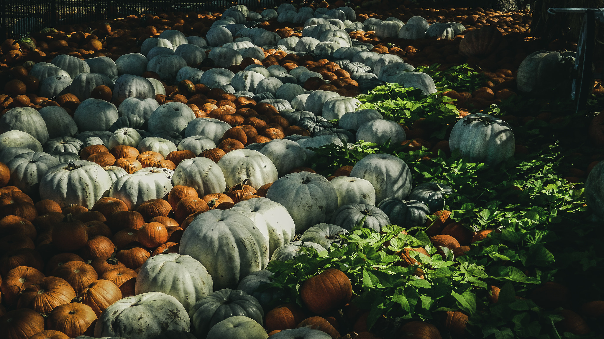 Nikon COOLPIX L310 sample photo. Pumpkin planting photography