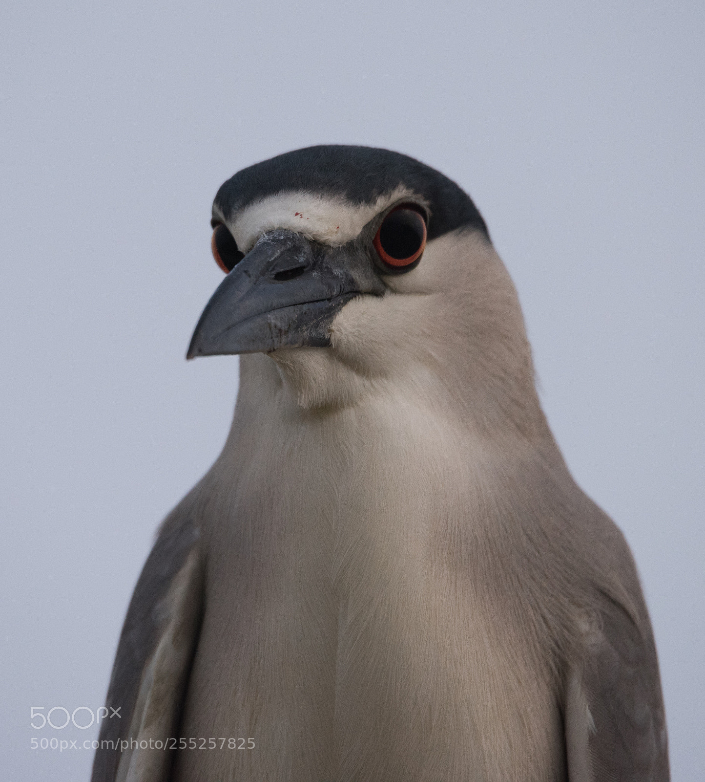 Nikon D810 sample photo. Black crowned night heron photography