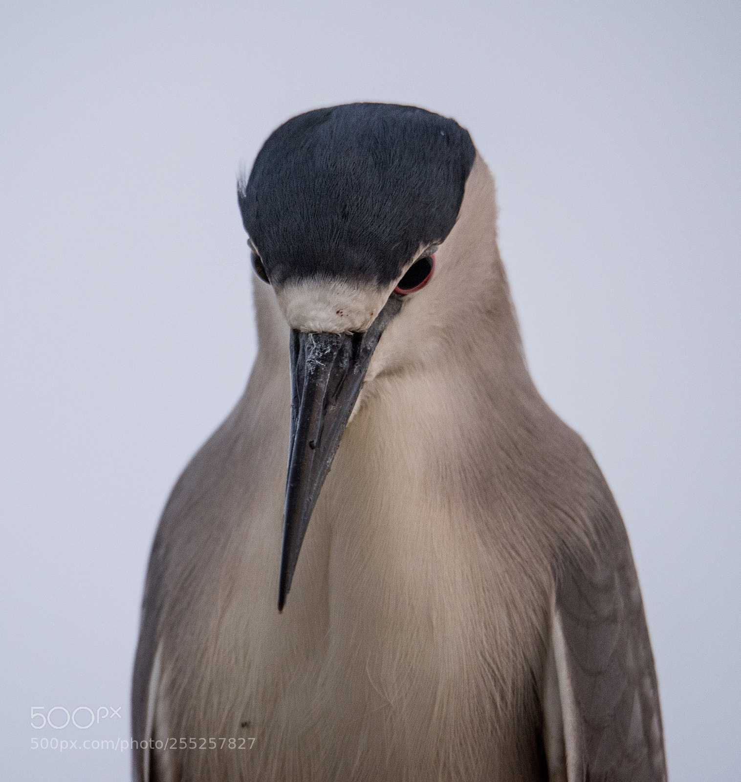 Nikon D810 sample photo. Black crowned night heron photography