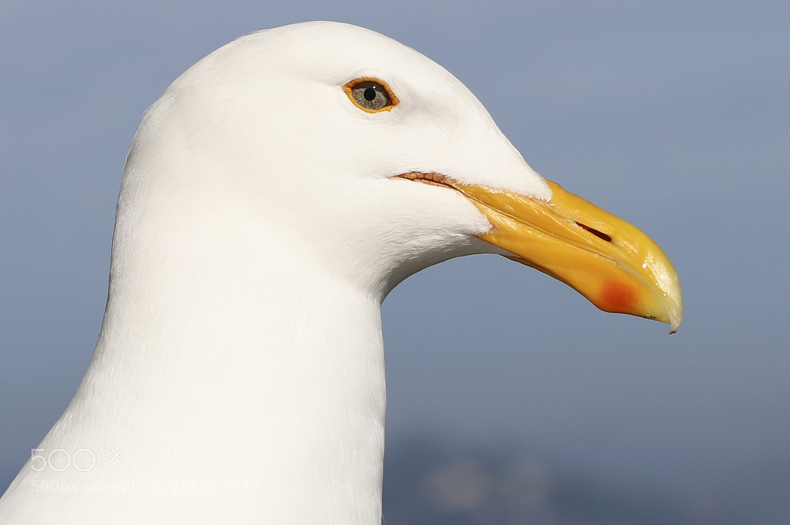 Canon EOS 6D Mark II sample photo. Alcatraz seegull photography