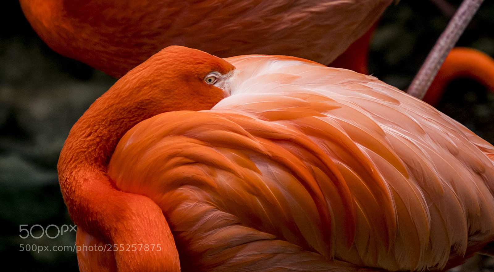 Canon EOS 6D Mark II sample photo. Dallas zoo photography