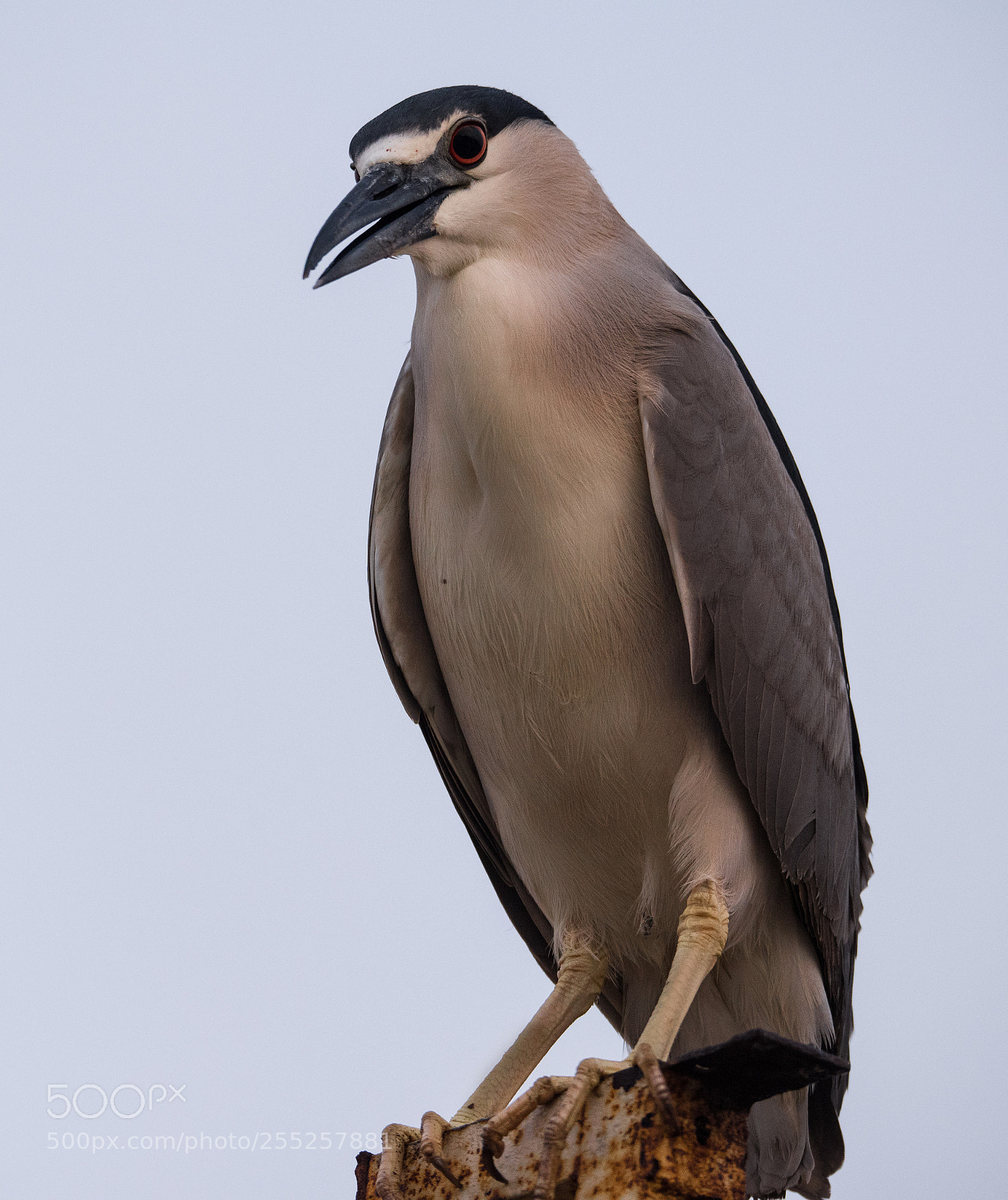 Nikon D810 sample photo. Black crowned night heron photography