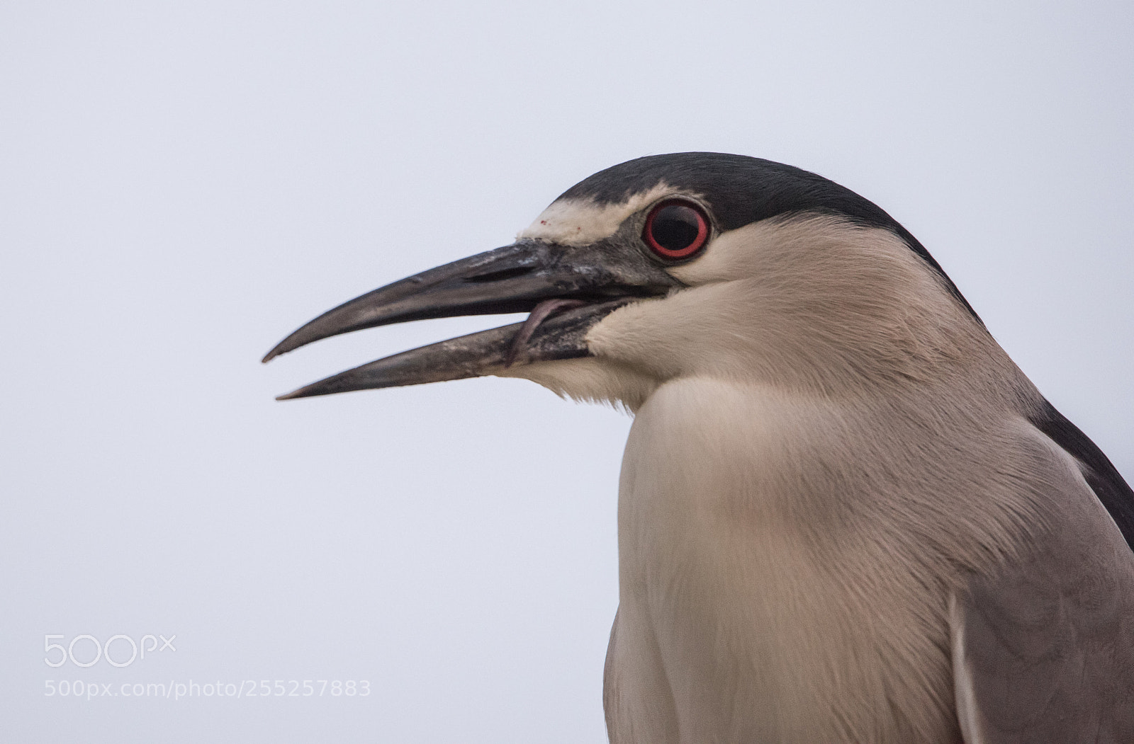 Nikon D810 sample photo. Black crowned night heron photography
