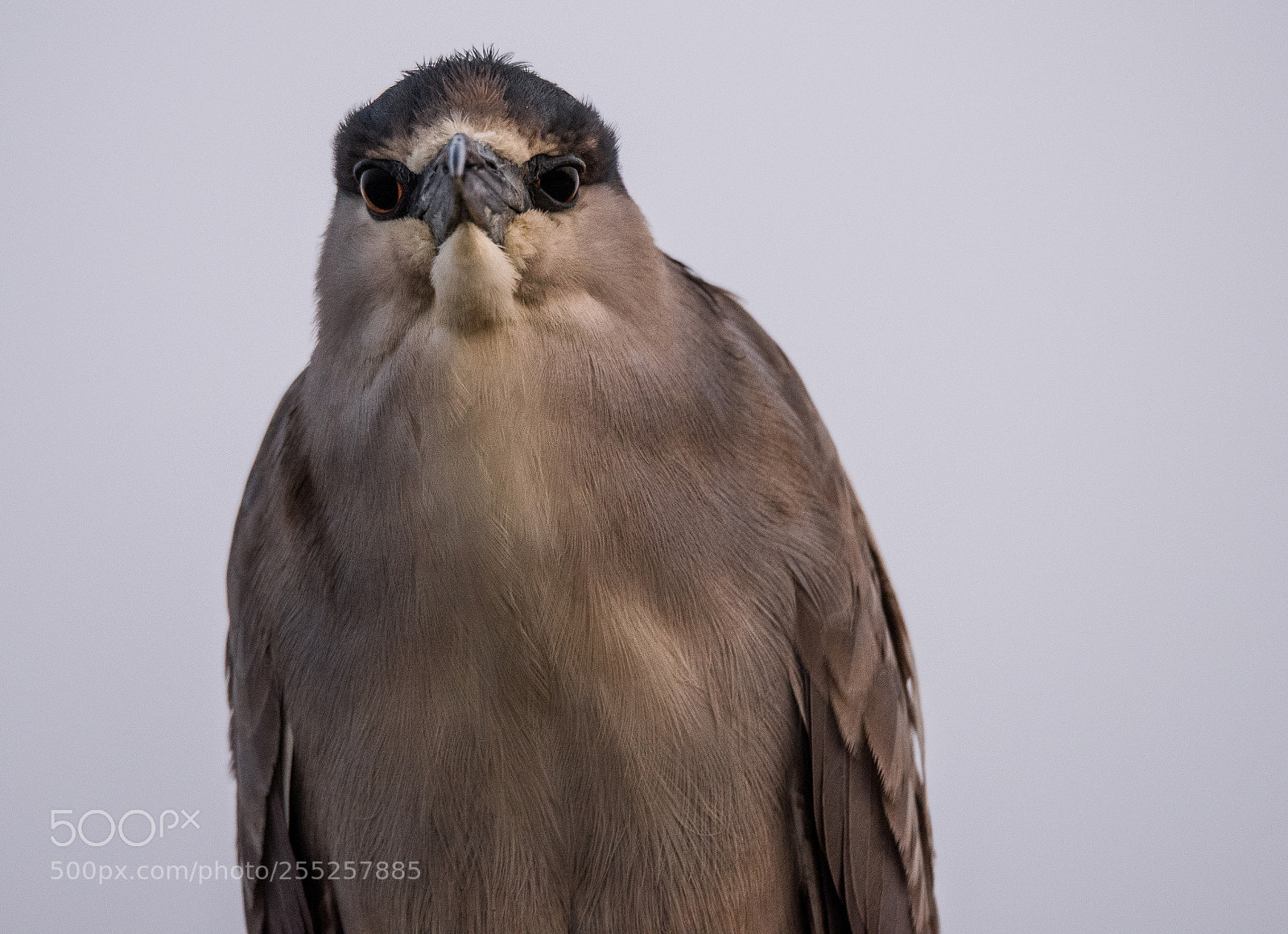 Nikon D810 sample photo. Black crowned night heron photography