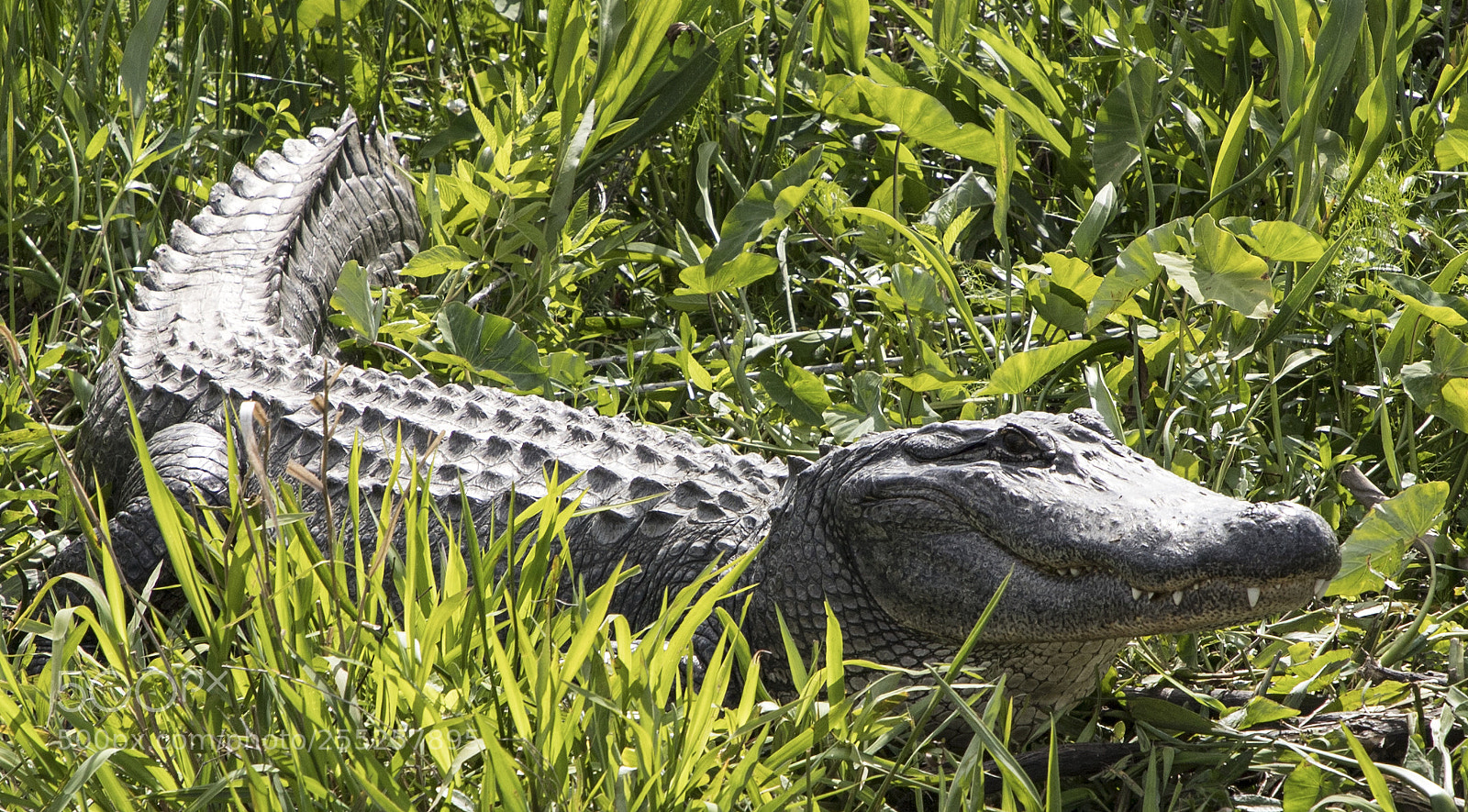 Canon EOS 6D Mark II sample photo. Louisiana swamp tour photography