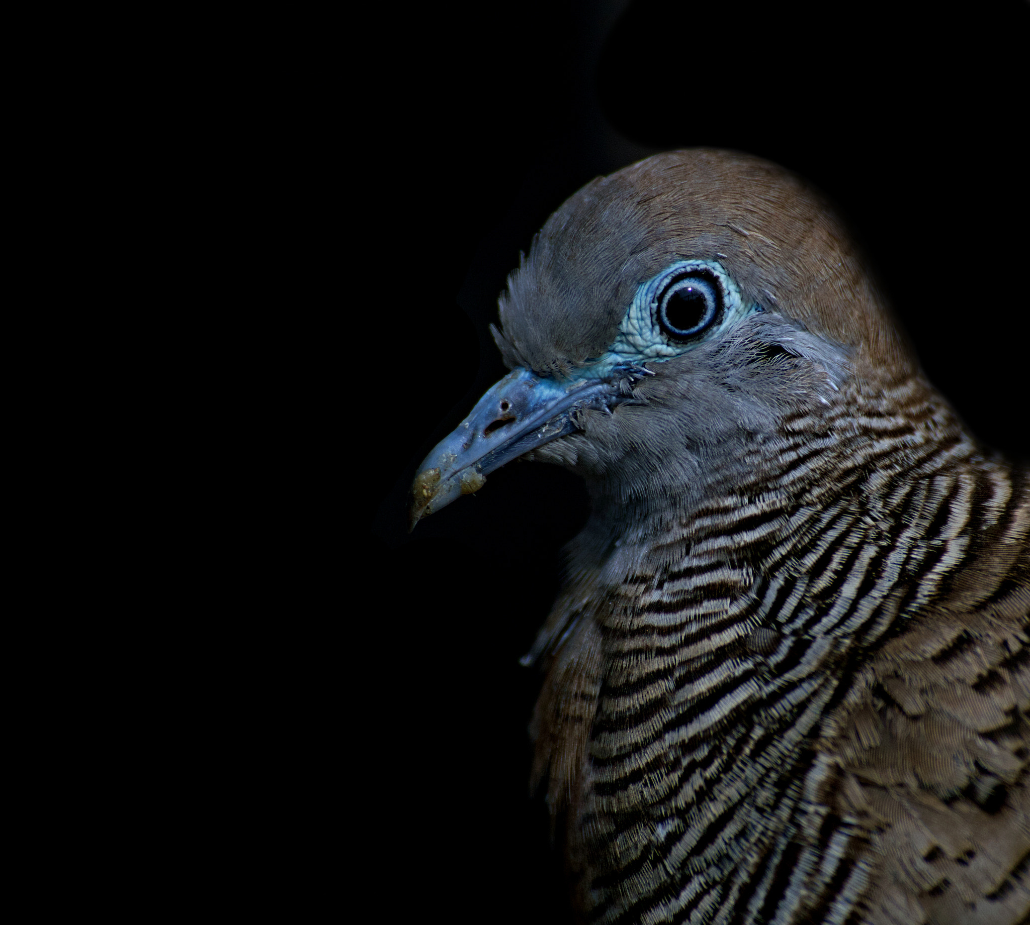 Nikon D3200 sample photo. Zebra dove portrait photography