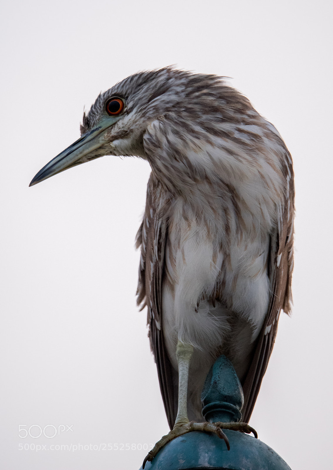 Nikon D810 sample photo. Black crowned night heron photography