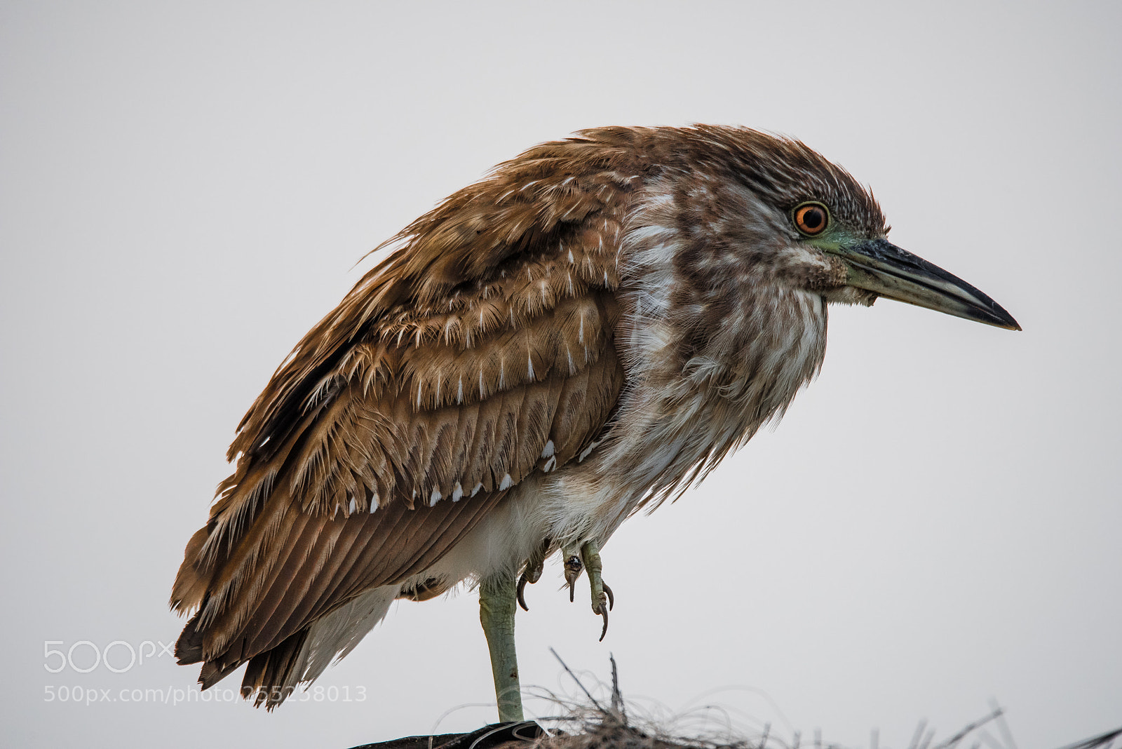 Nikon D810 sample photo. Black crowned night heron photography