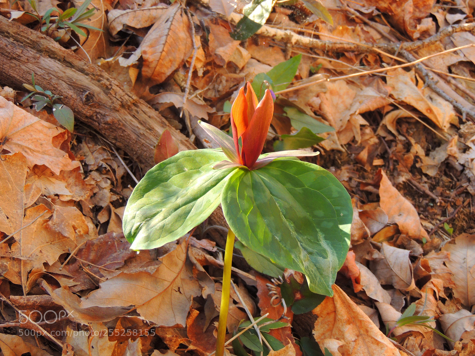 Nikon Coolpix P510 sample photo. Wildflower photography