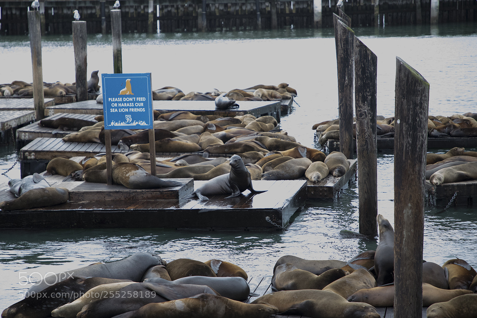 Canon EOS 6D Mark II sample photo. San fran pier seals photography