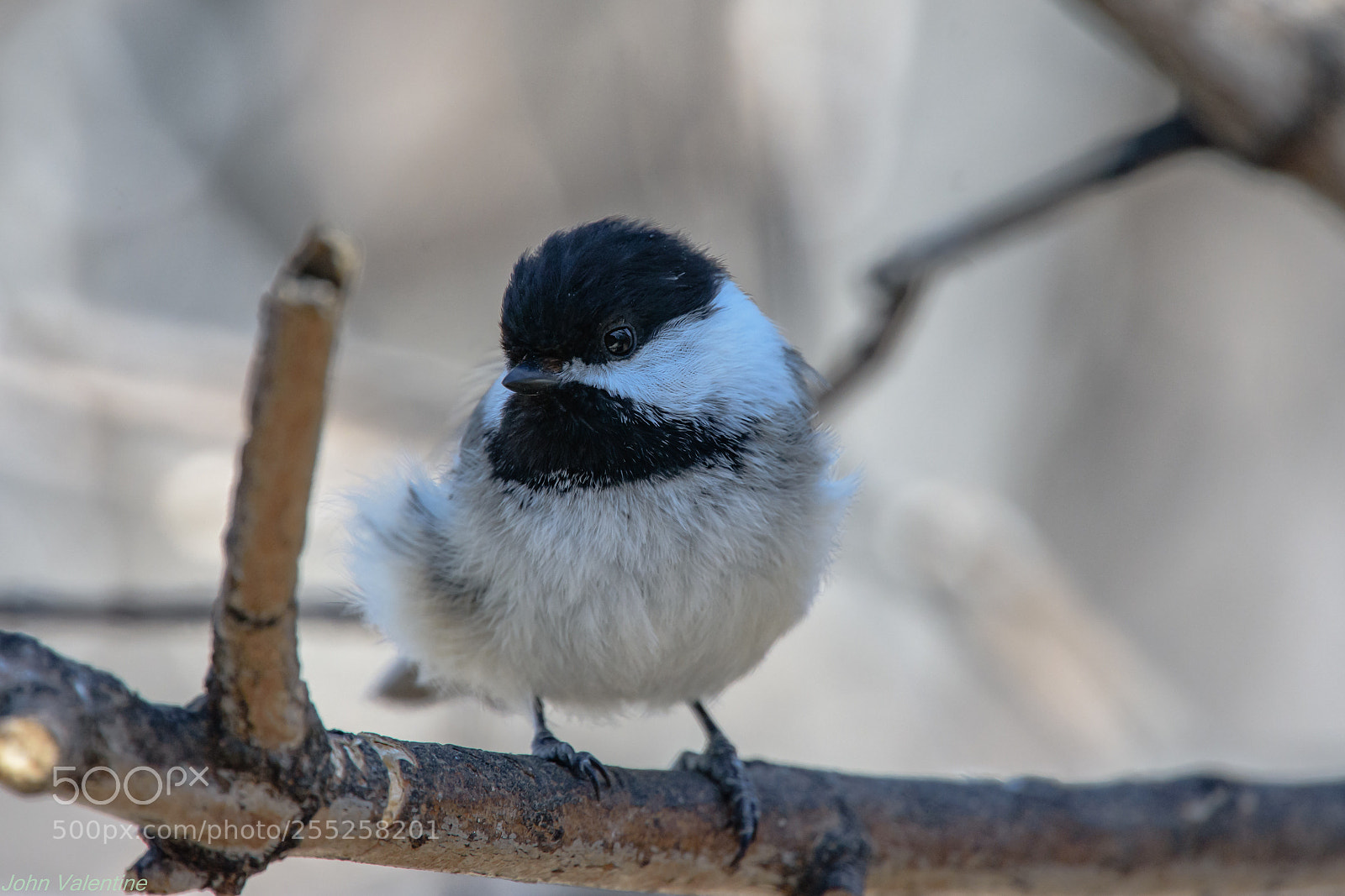 Nikon D7200 sample photo. Chickadee photography