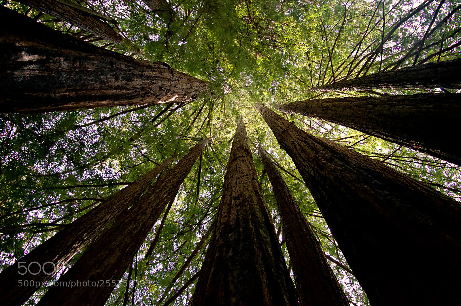 Nikon D3200 sample photo. Redwood perspective photography