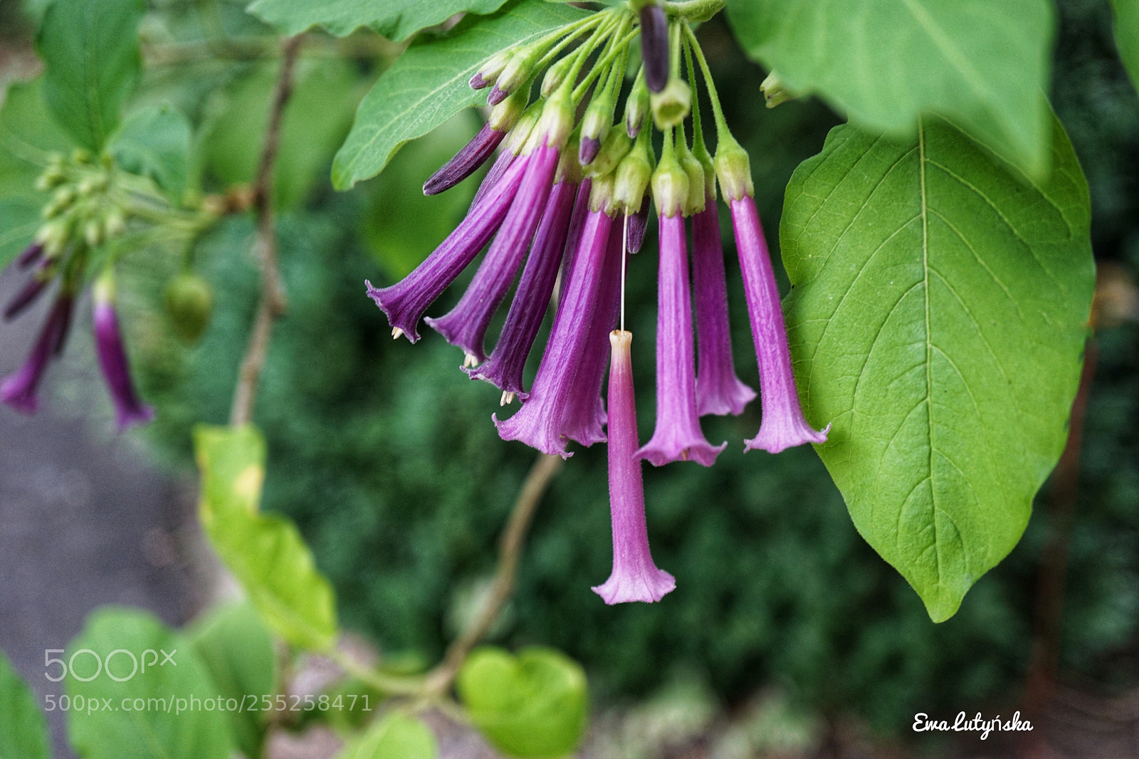 Sony a6000 sample photo. Iochroma photography