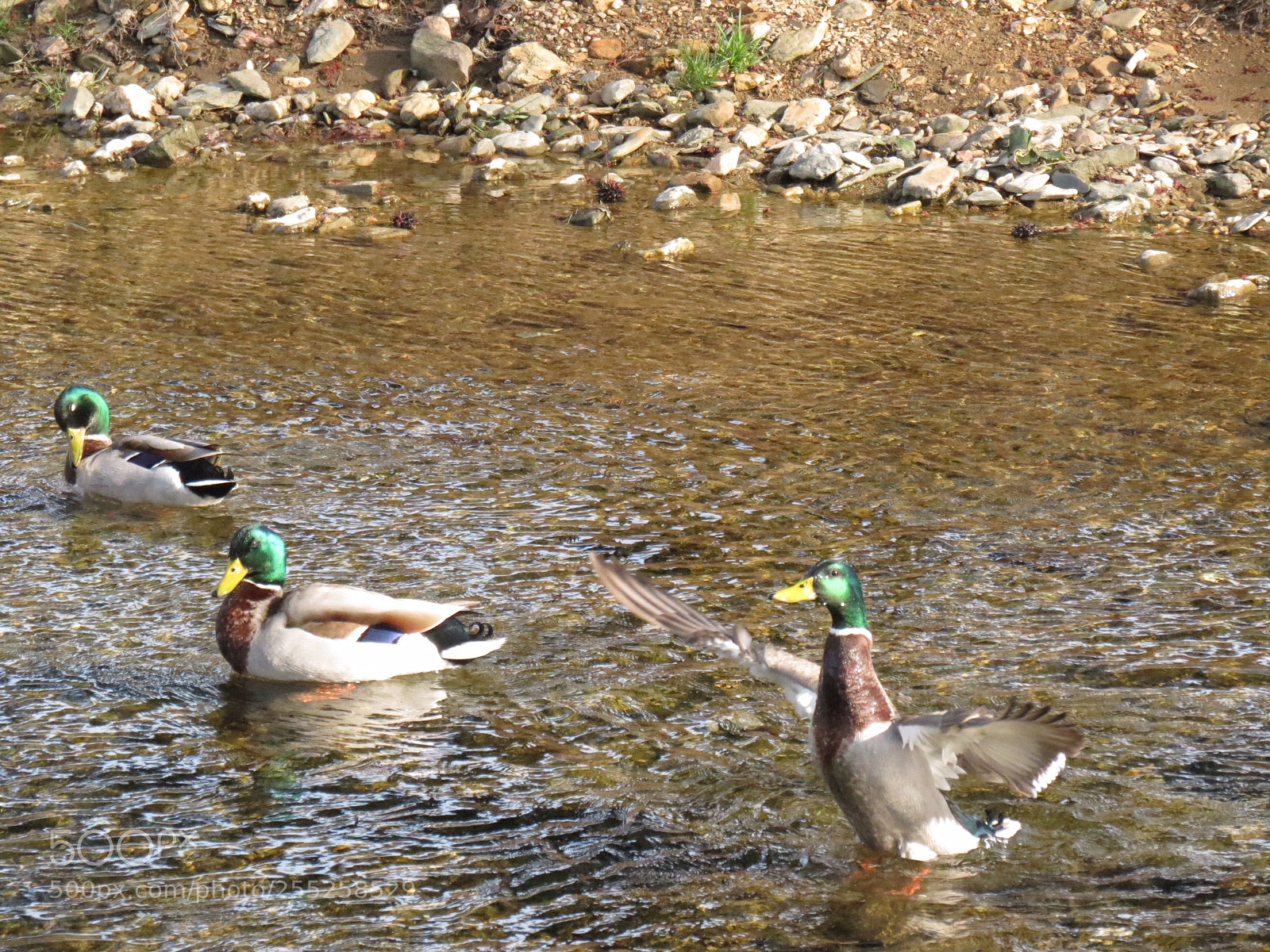 Canon PowerShot SX40 HS sample photo. Ba acb photography