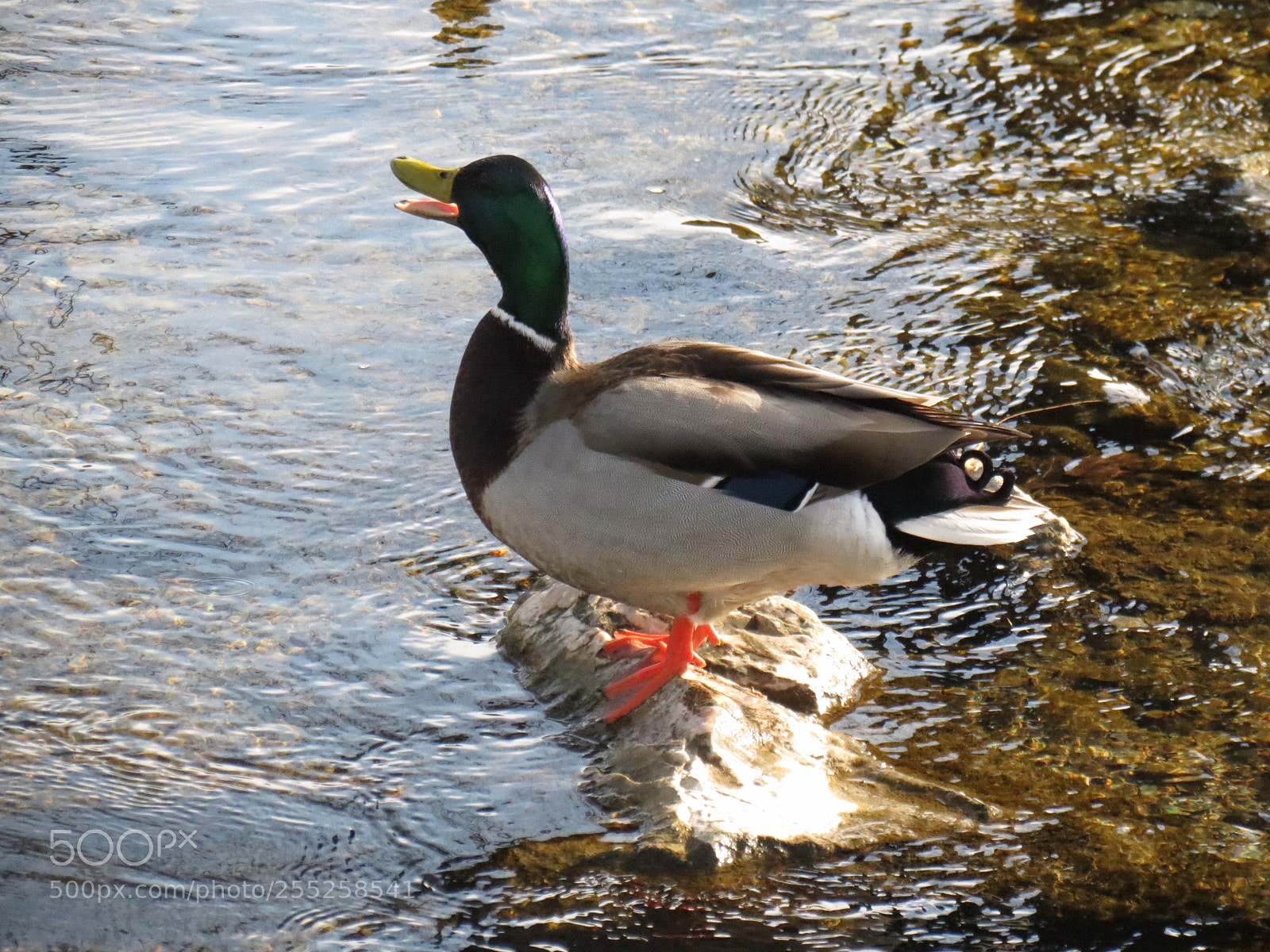 Canon PowerShot SX40 HS sample photo. Eeebac photography