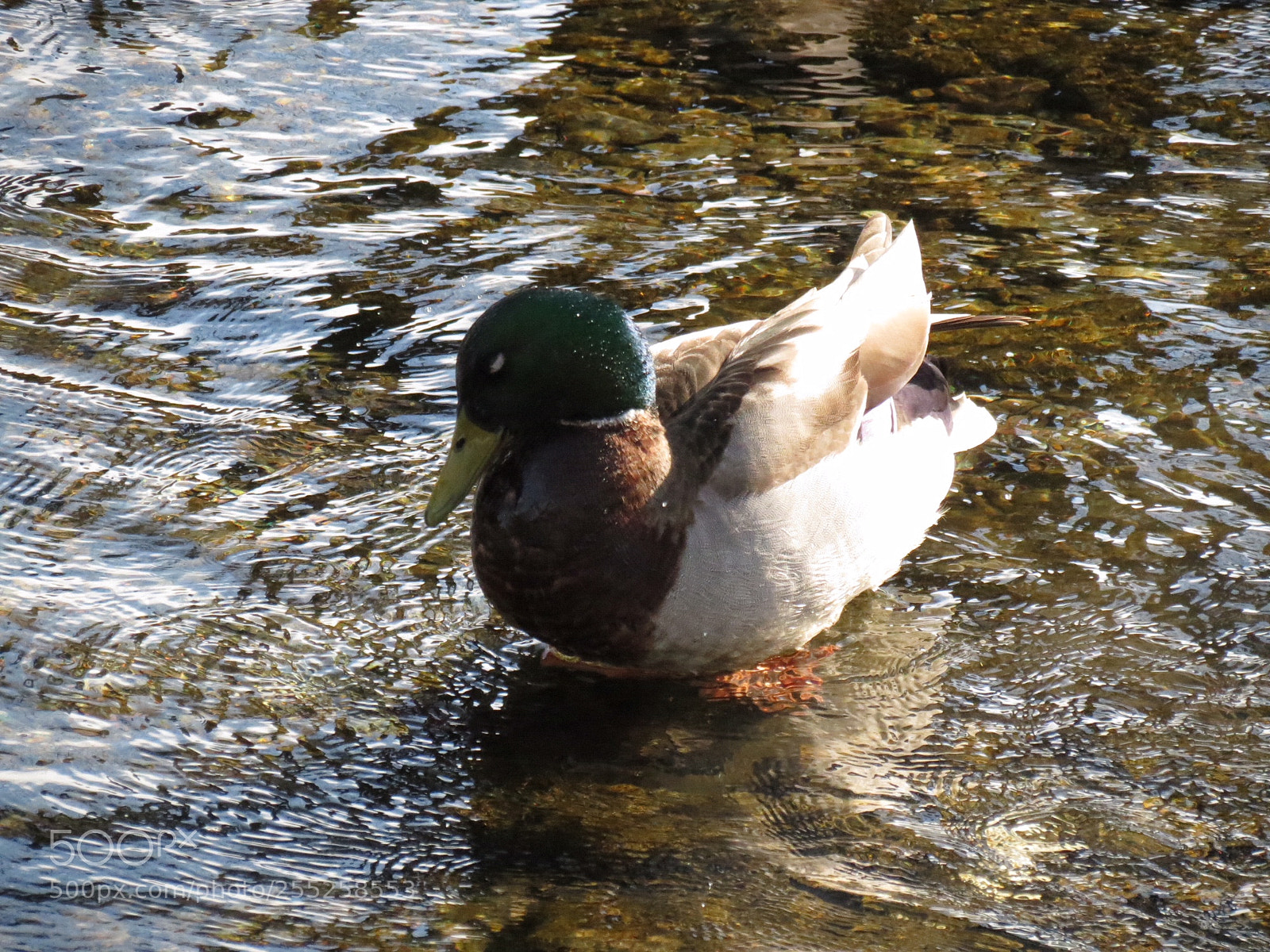 Canon PowerShot SX40 HS sample photo. Abebb b dfe fefcf photography