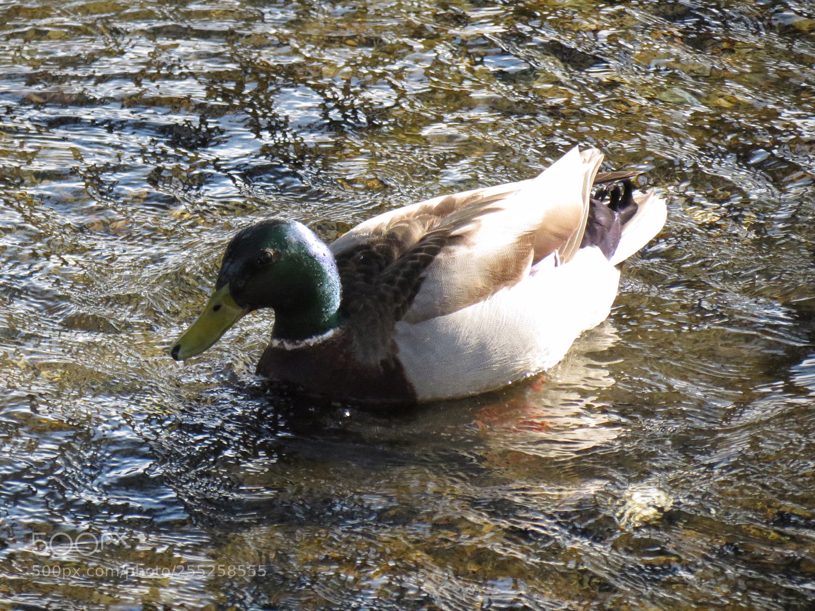Canon PowerShot SX40 HS sample photo. Edee aaacdf photography