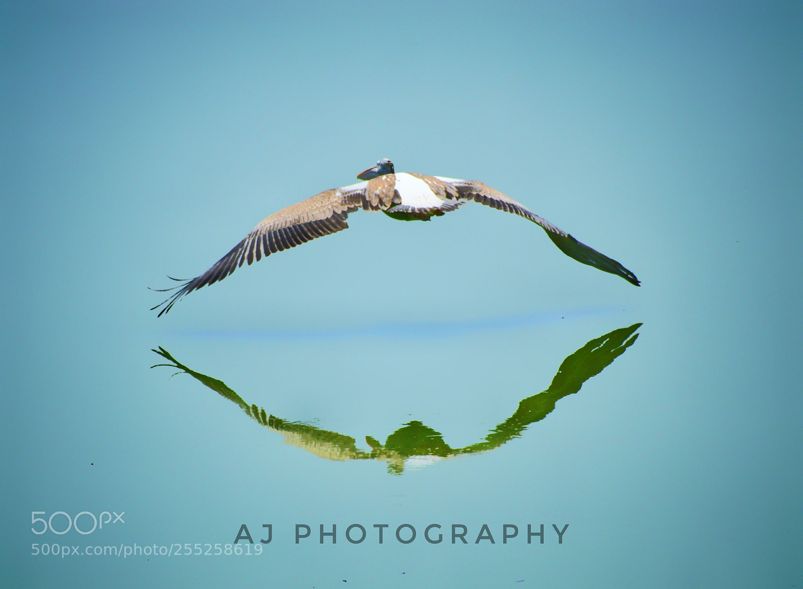 Nikon D5300 sample photo. Fly free photography