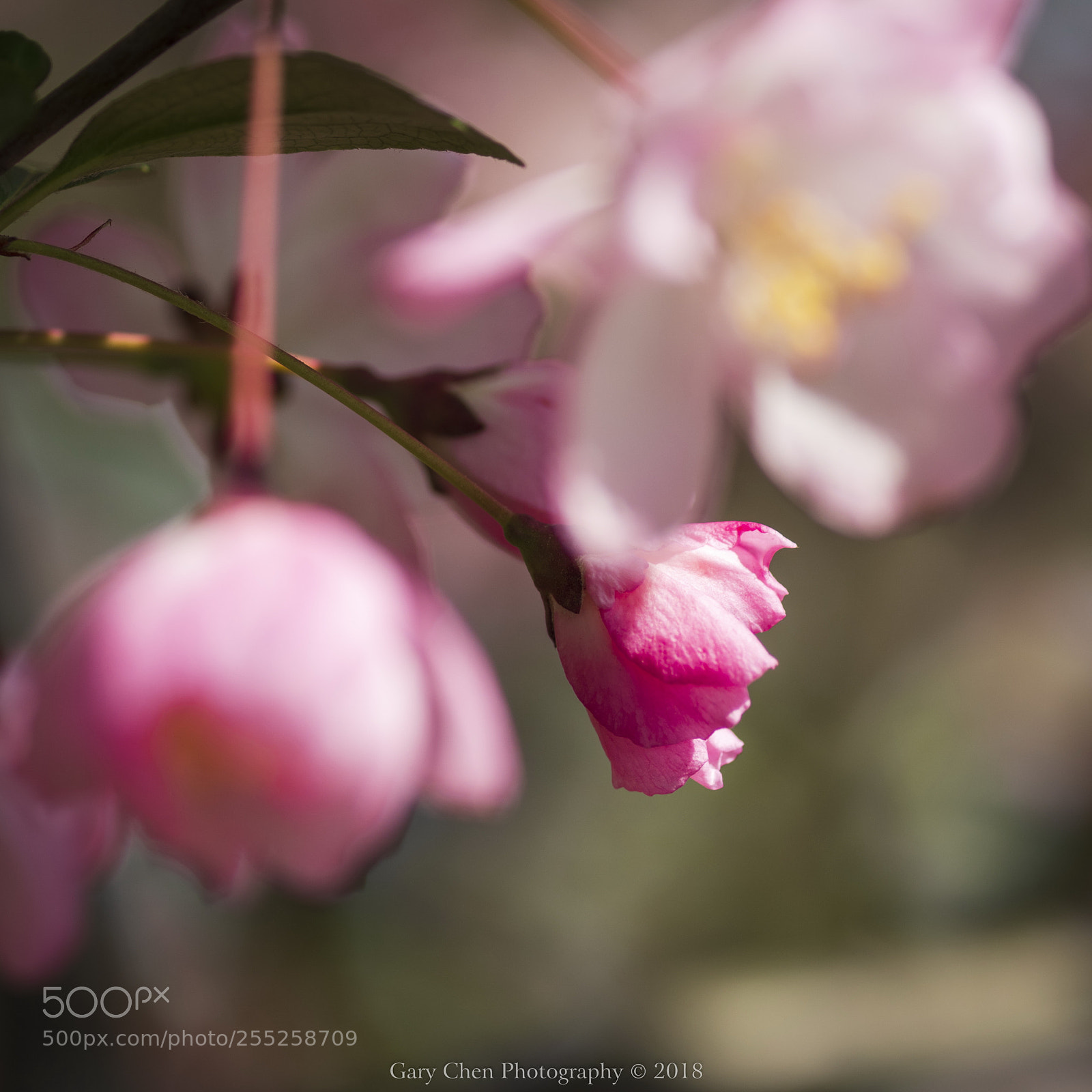 Nikon D810 sample photo. 花开的时候 photography