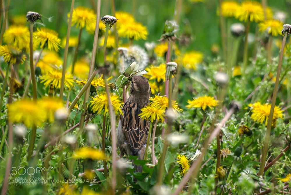 Olympus E-510 (EVOLT E-510) sample photo. Bird and weed photography