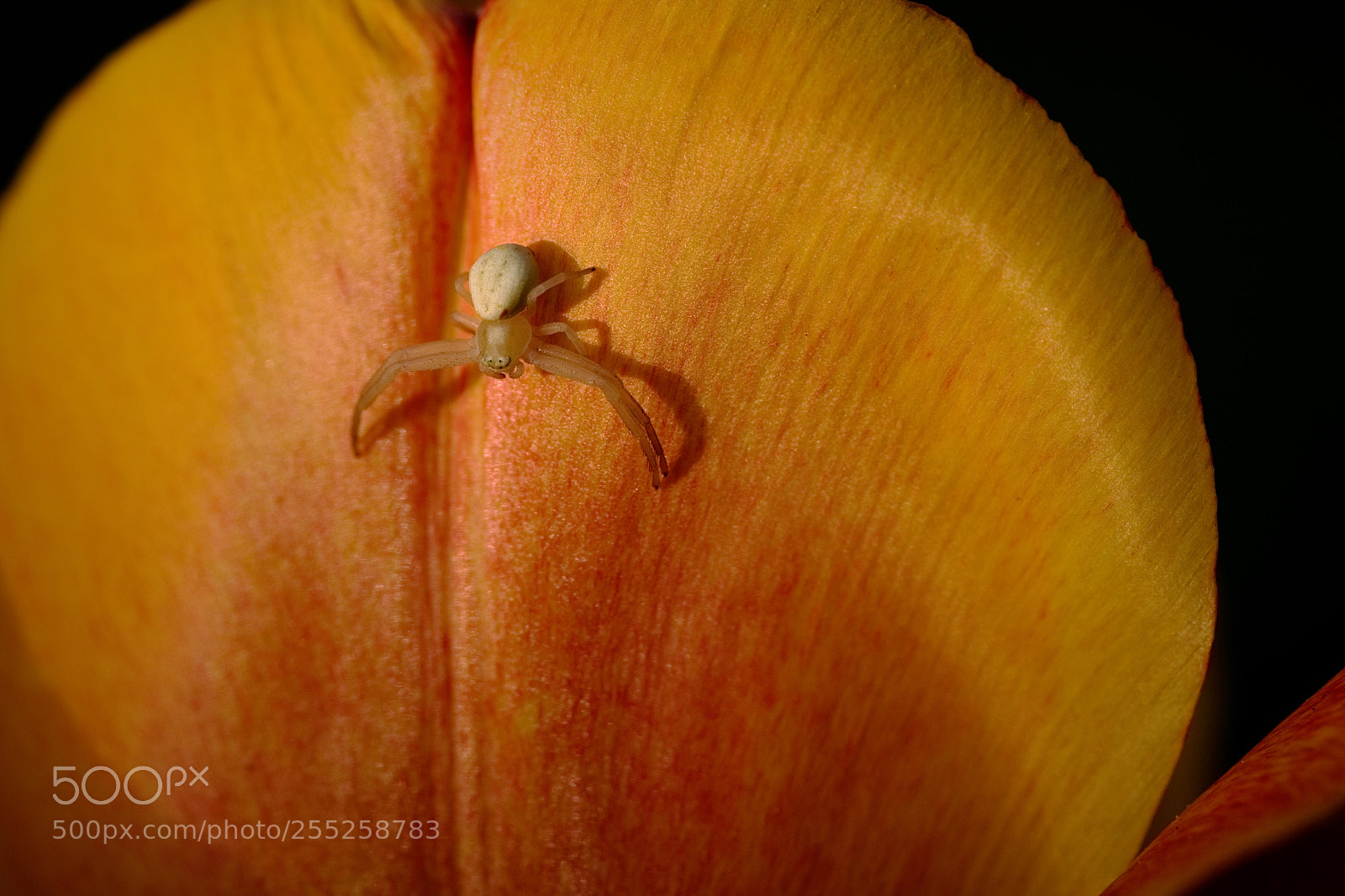 Fujifilm X-T2 sample photo. First crab spider seen photography