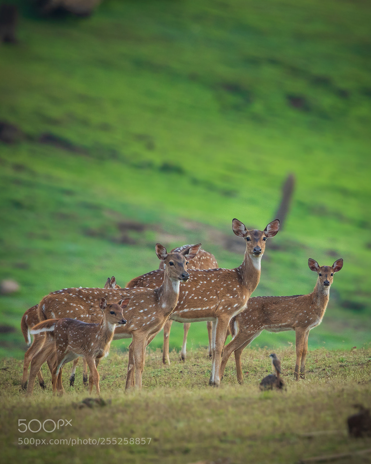 Canon EOS 5D Mark IV sample photo. Deer.. photography