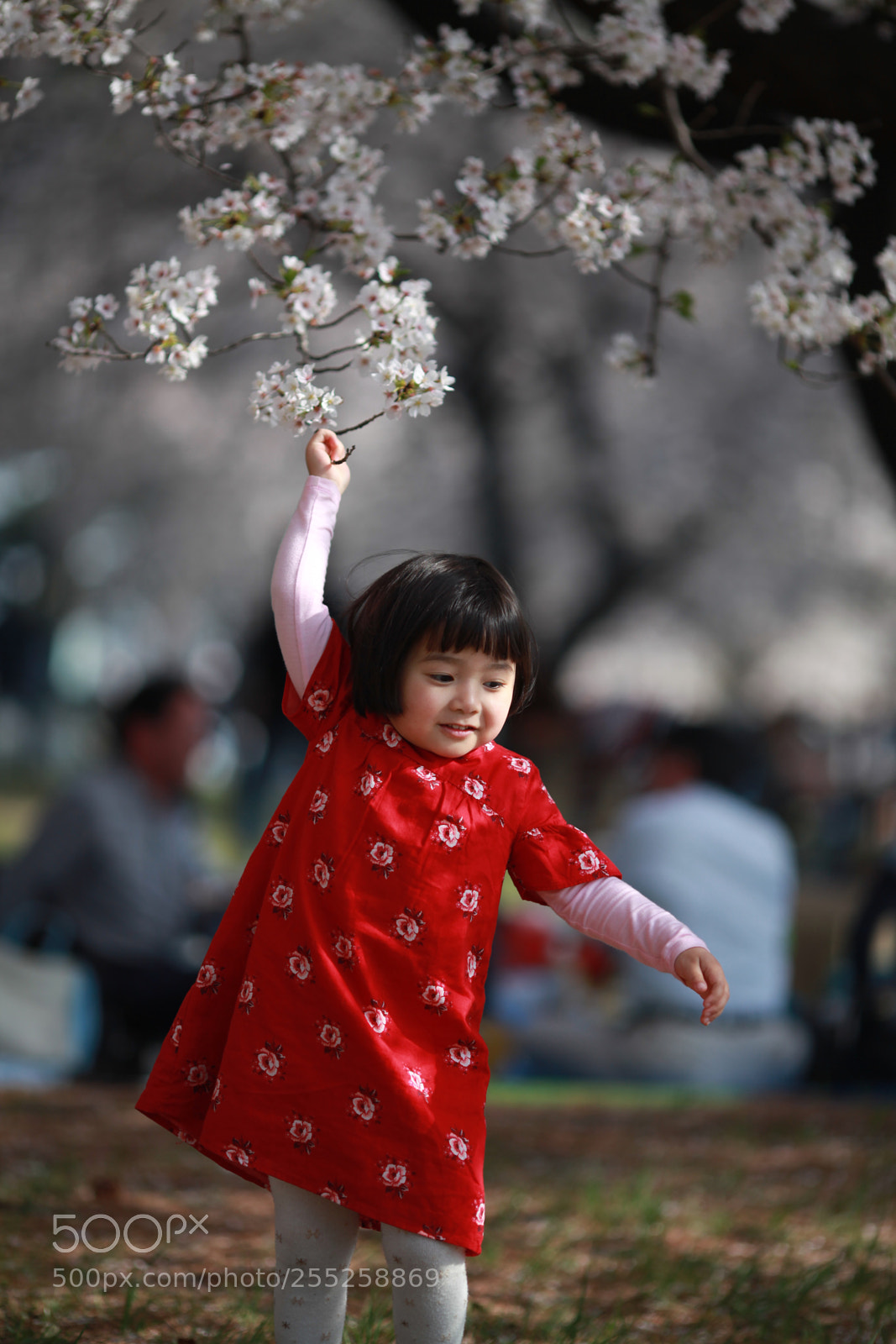 Canon EOS 5D Mark II sample photo. Hanami photography