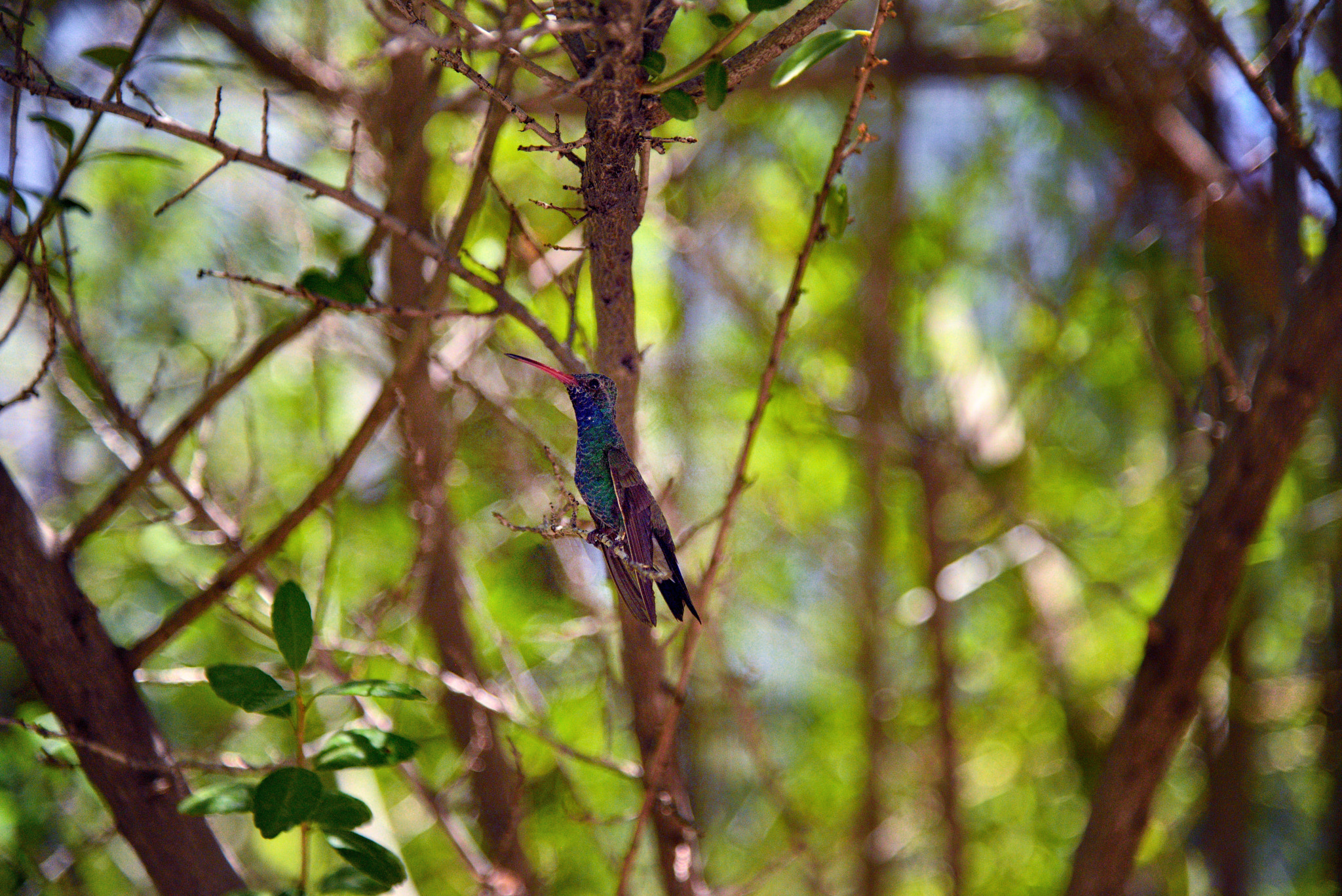 Nikon D800E + Nikon AF-S Nikkor 24-120mm F4G ED VR sample photo. A hummingbird seemingly hiding in a tree photography