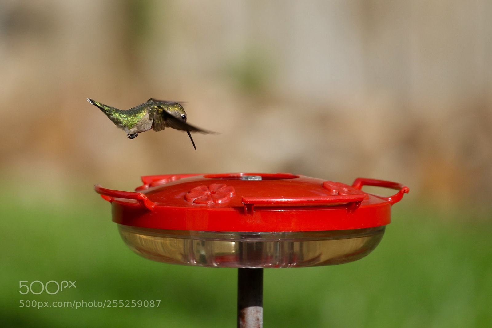 Canon EOS 7D Mark II sample photo. He s back..... back photography