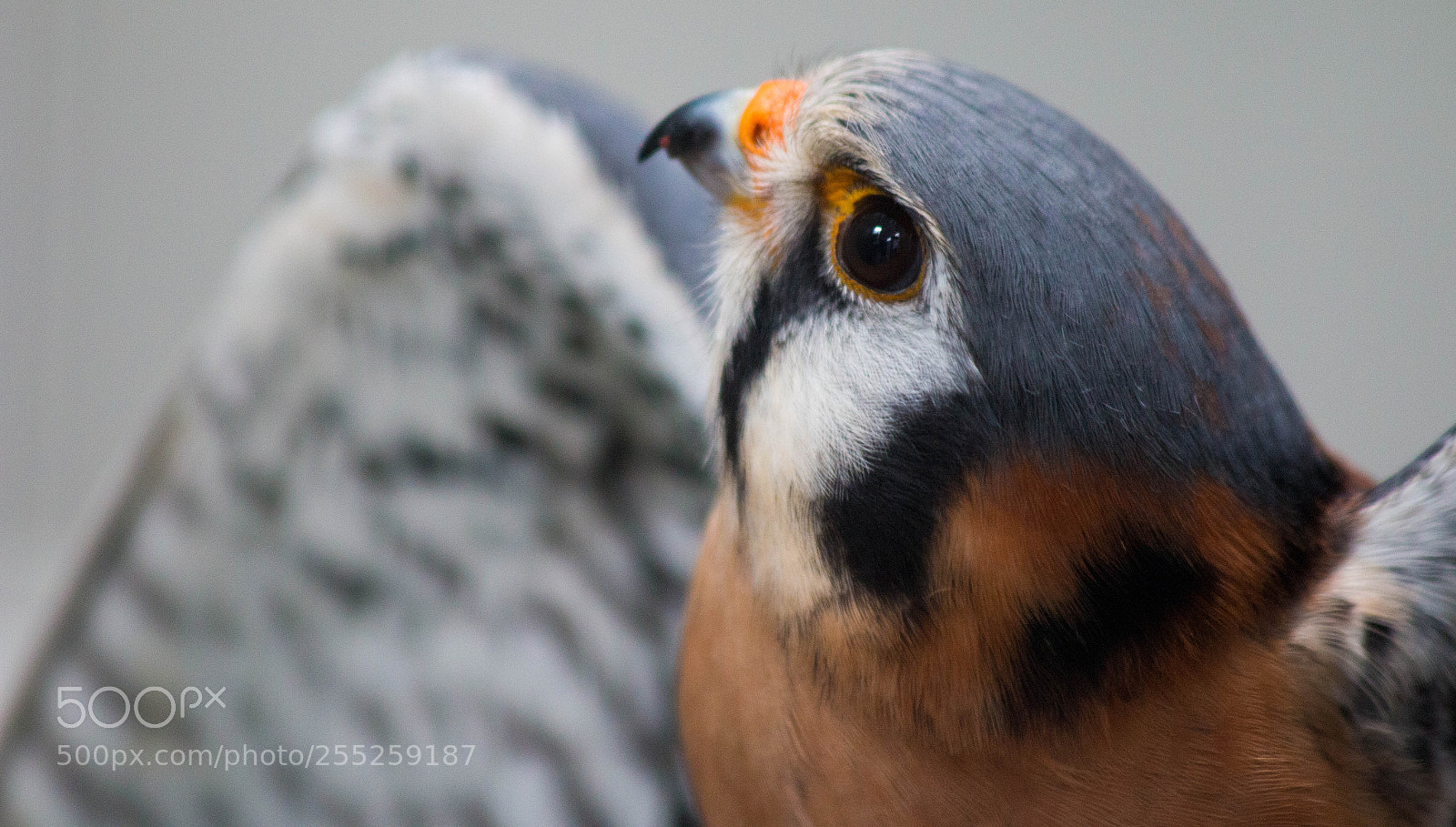 Canon EOS 70D sample photo. Show-off photography