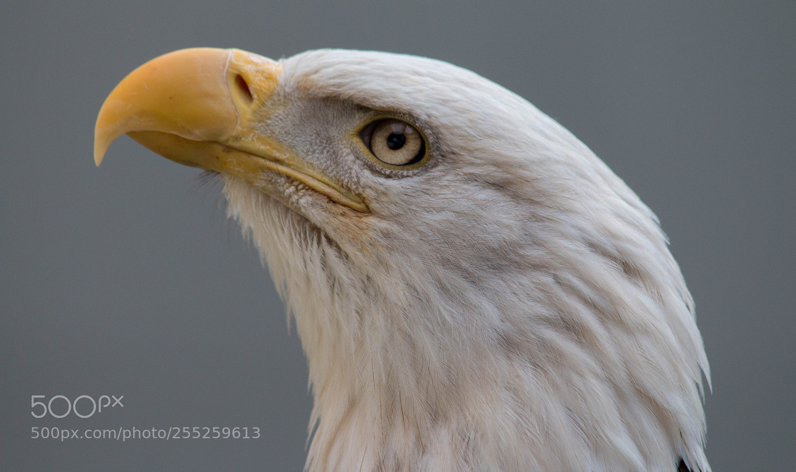 Canon EOS 70D sample photo. American standard photography