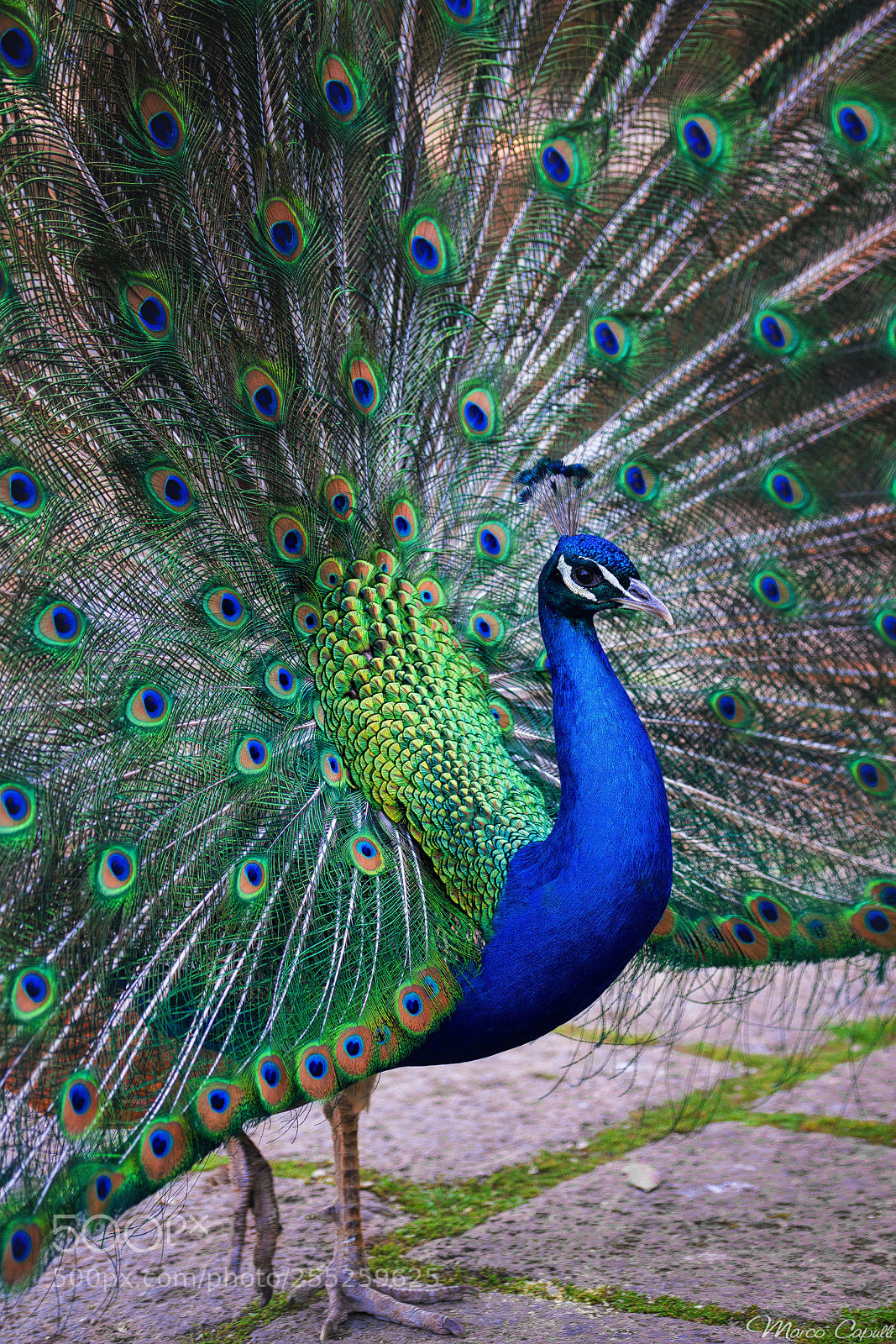 Sony a7R II sample photo. Peacock photography