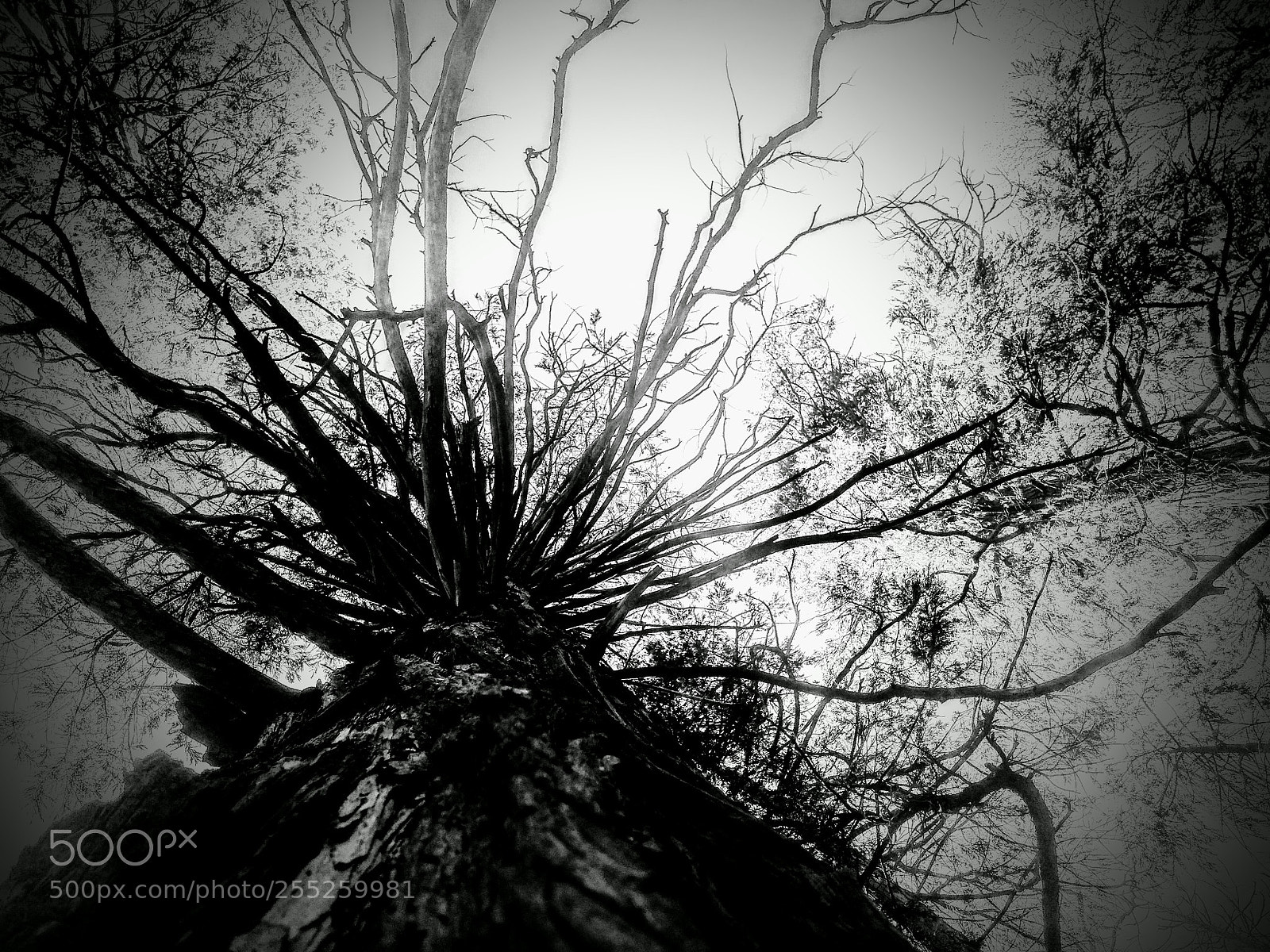 LG G3 sample photo. Untitled photography
