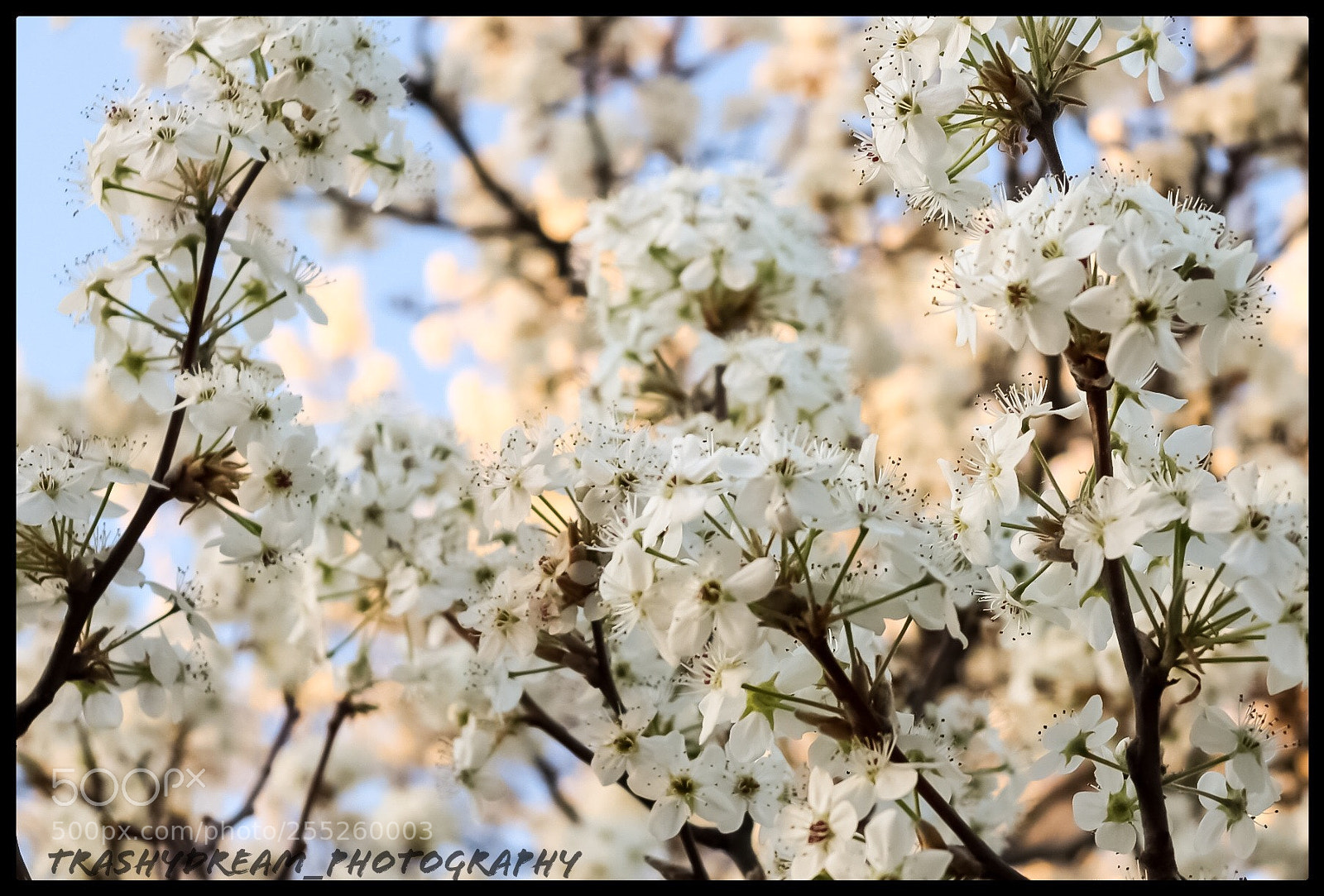 Canon EOS 800D (EOS Rebel T7i / EOS Kiss X9i) sample photo. Dogwood photography