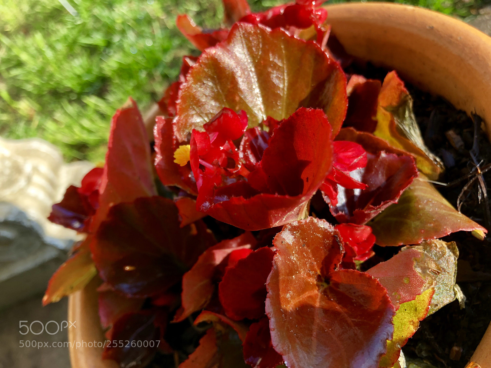 Apple iPhone X sample photo. Bright begonia photography