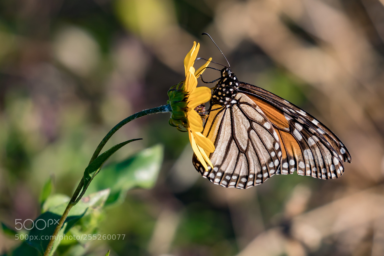 Canon EOS 5D Mark IV sample photo. Butterfly photography