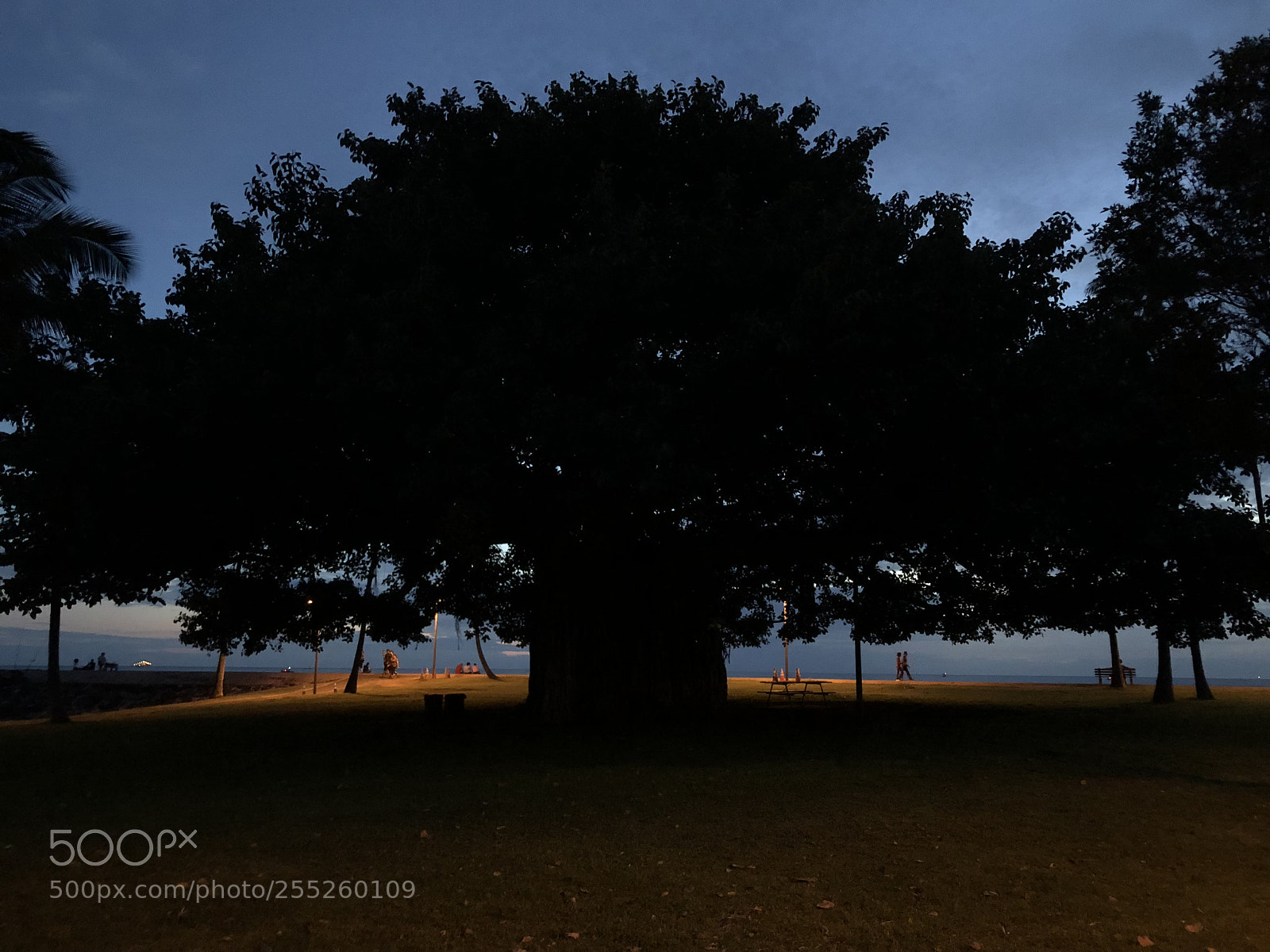 Apple iPhone X sample photo. If this tree could photography