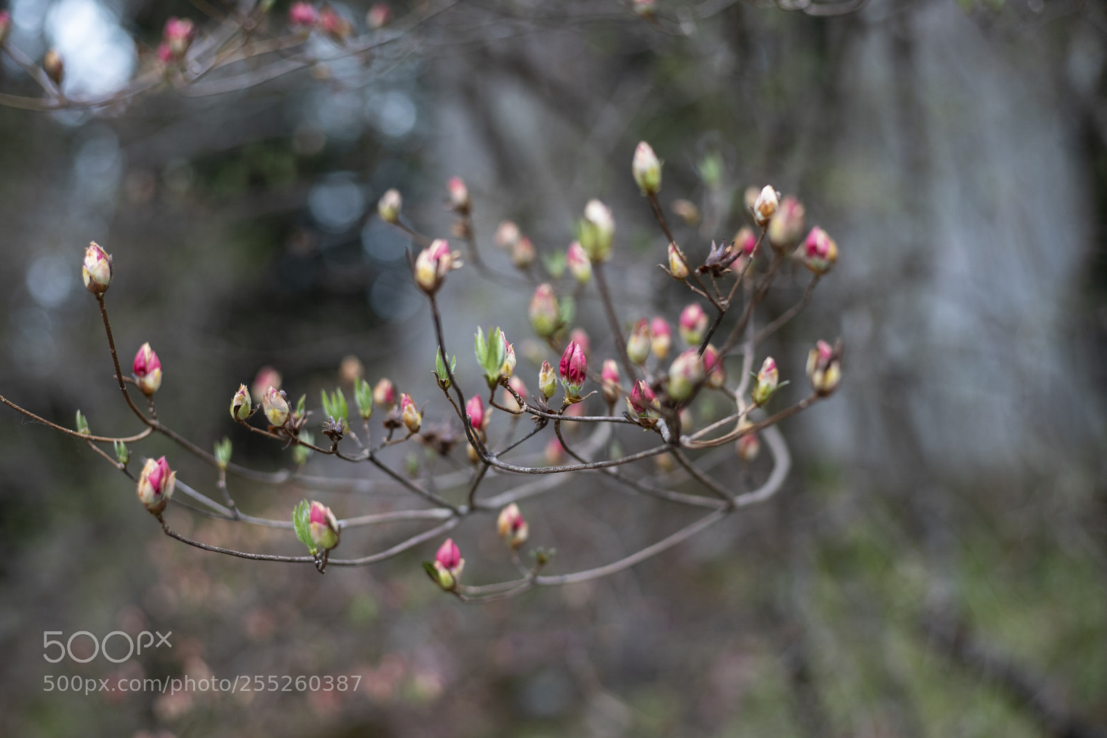 Canon EOS 6D Mark II sample photo. Tiny pink buds photography