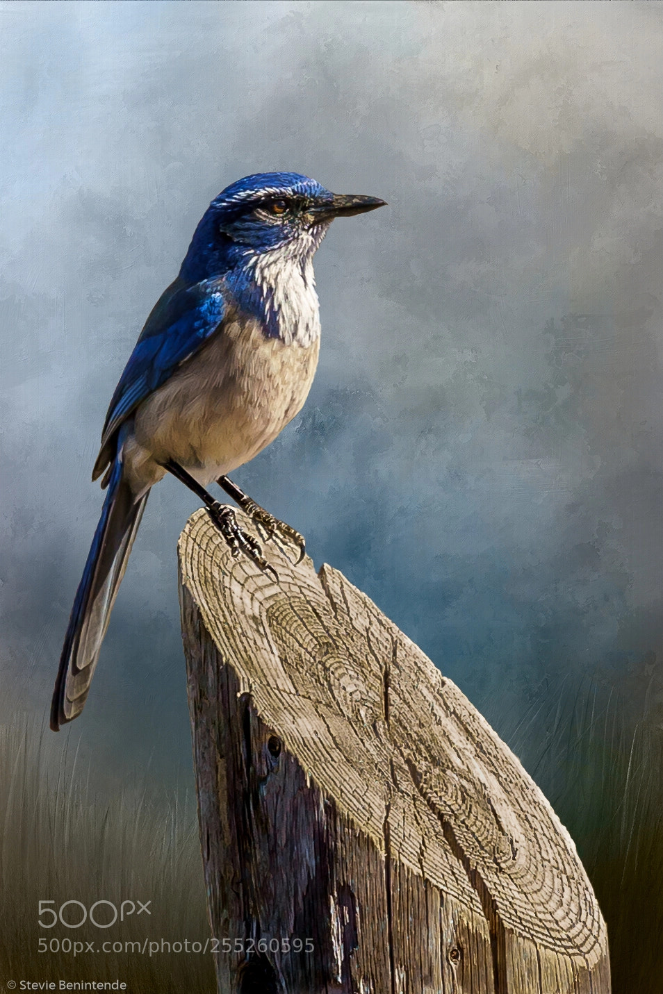 Sony a7R III sample photo. Little blue bird photography