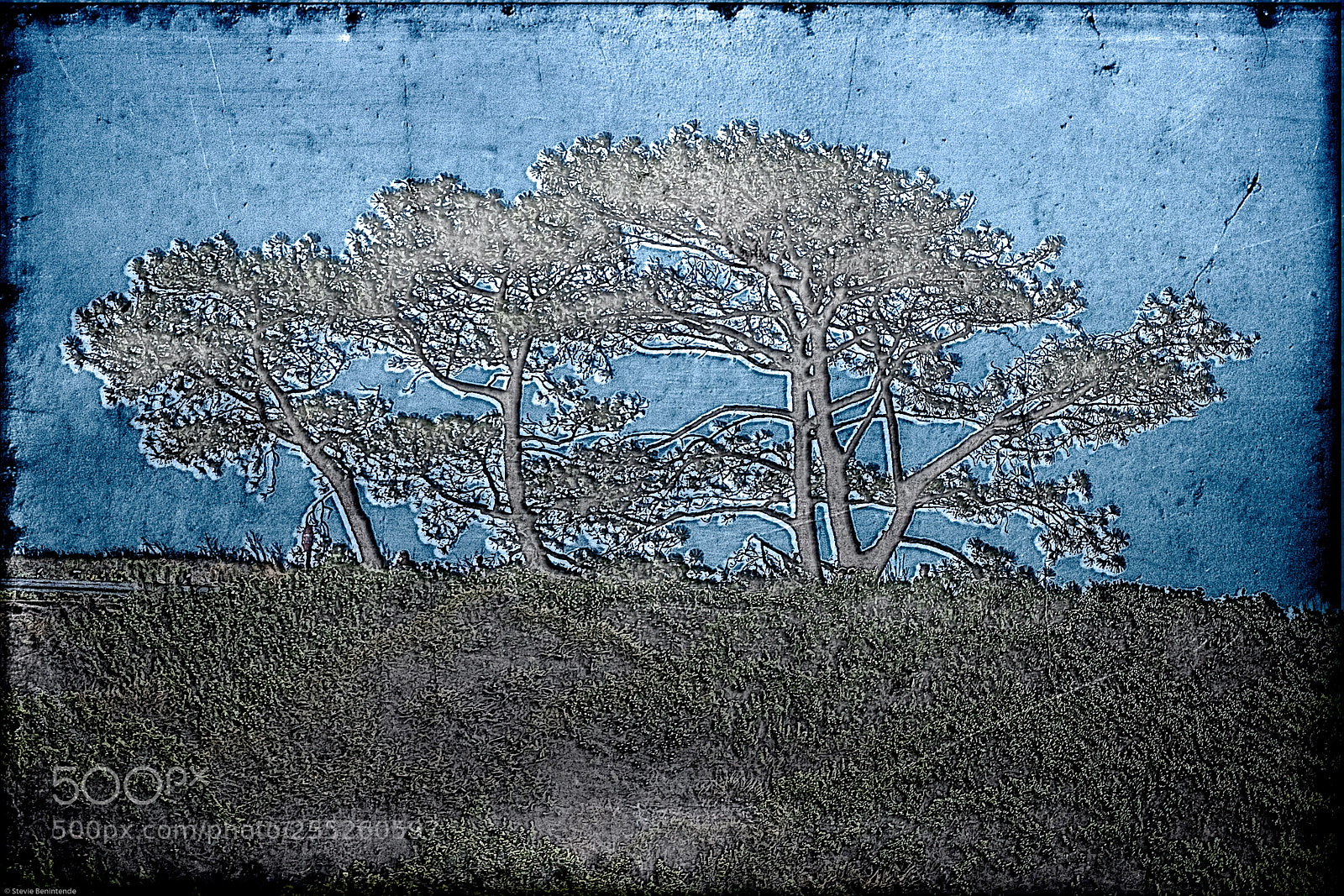 Sony a7R III sample photo. Stamped trees photography