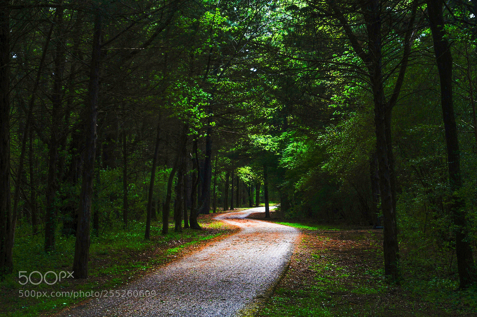 Sony SLT-A58 sample photo. Bona dea trail photography