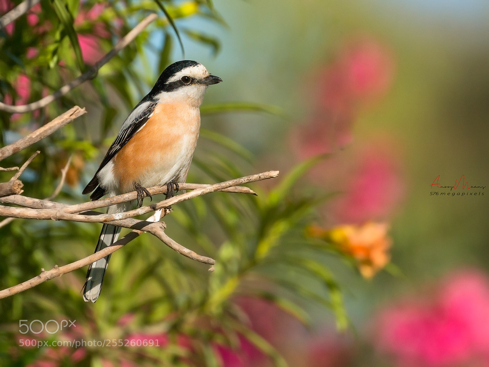 Canon EOS 70D sample photo. Masked shrike photography