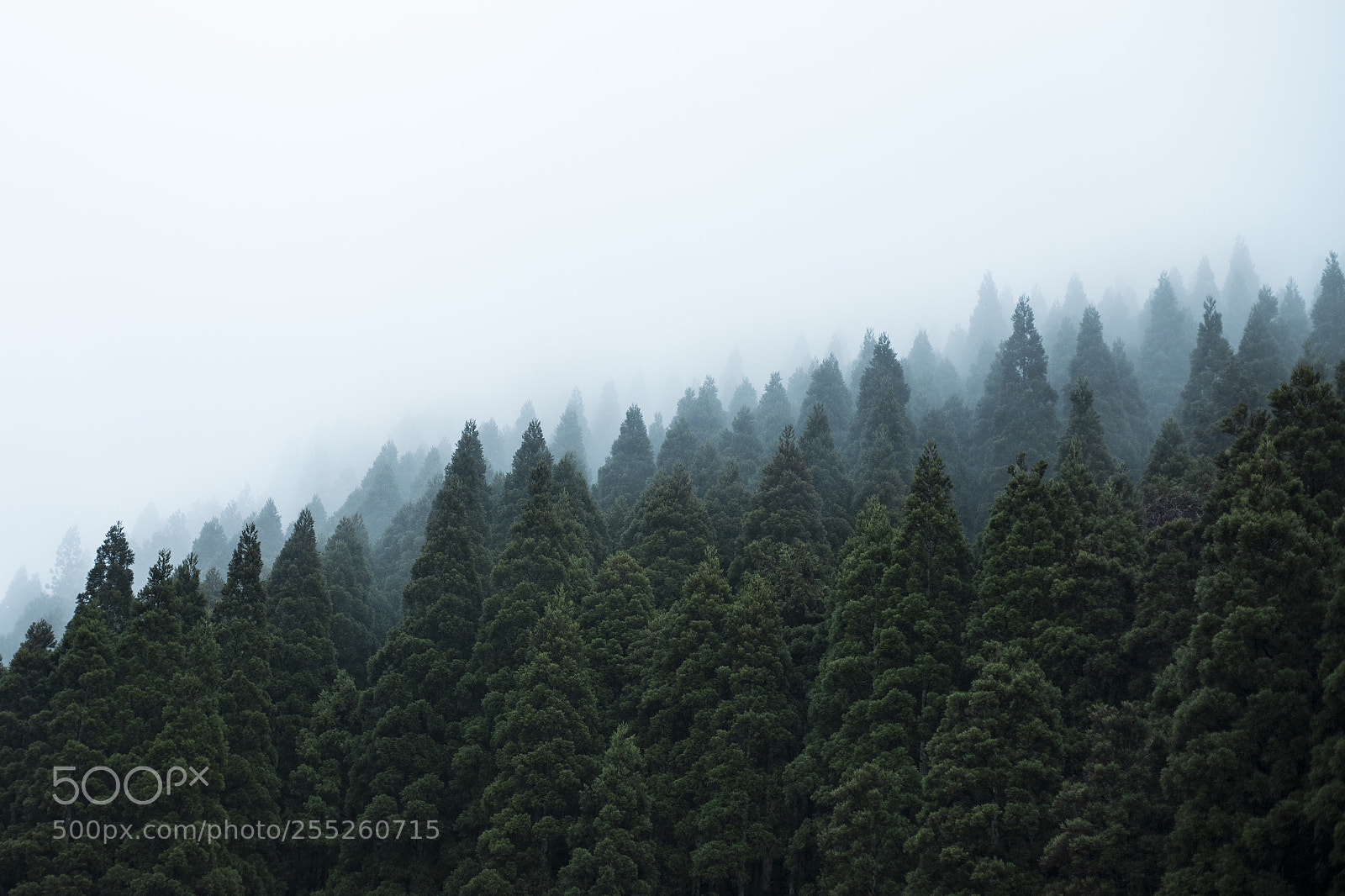 Canon EOS 6D Mark II sample photo. Dark forest in japan photography