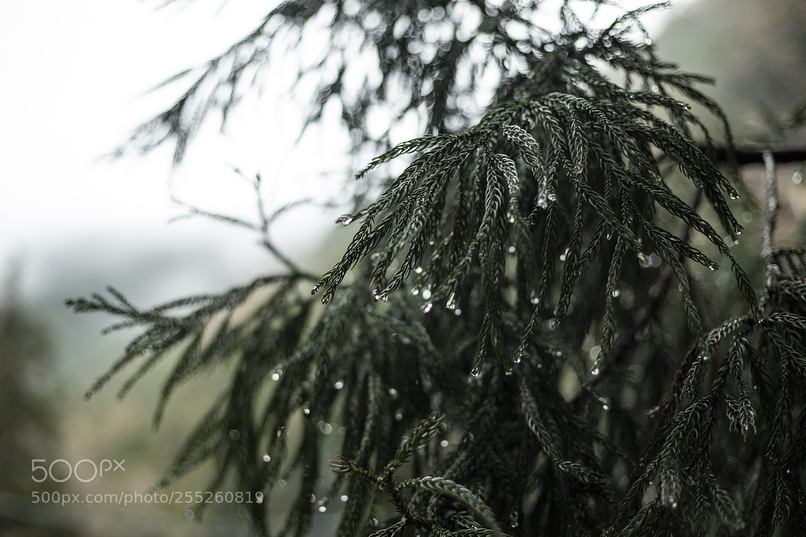 Canon EOS 6D Mark II sample photo. Branches after rain photography