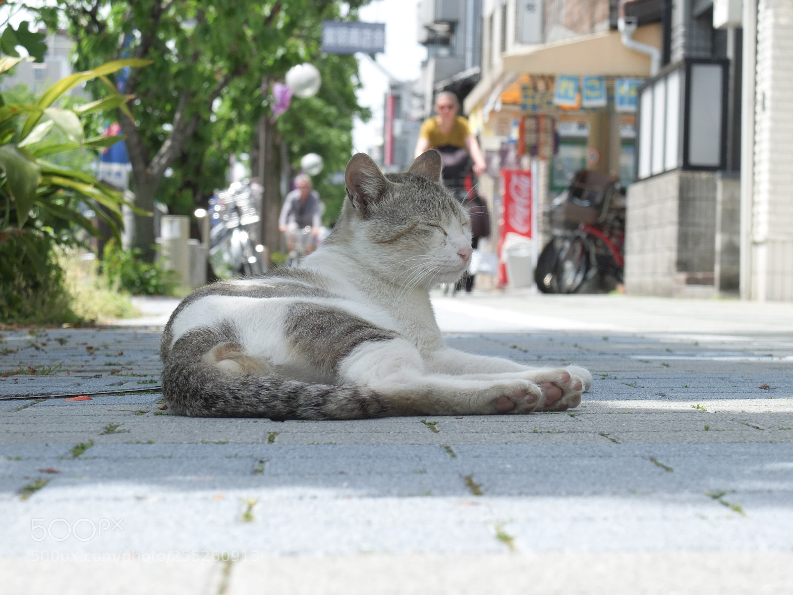 Fujifilm X10 sample photo. The lucky cat photography