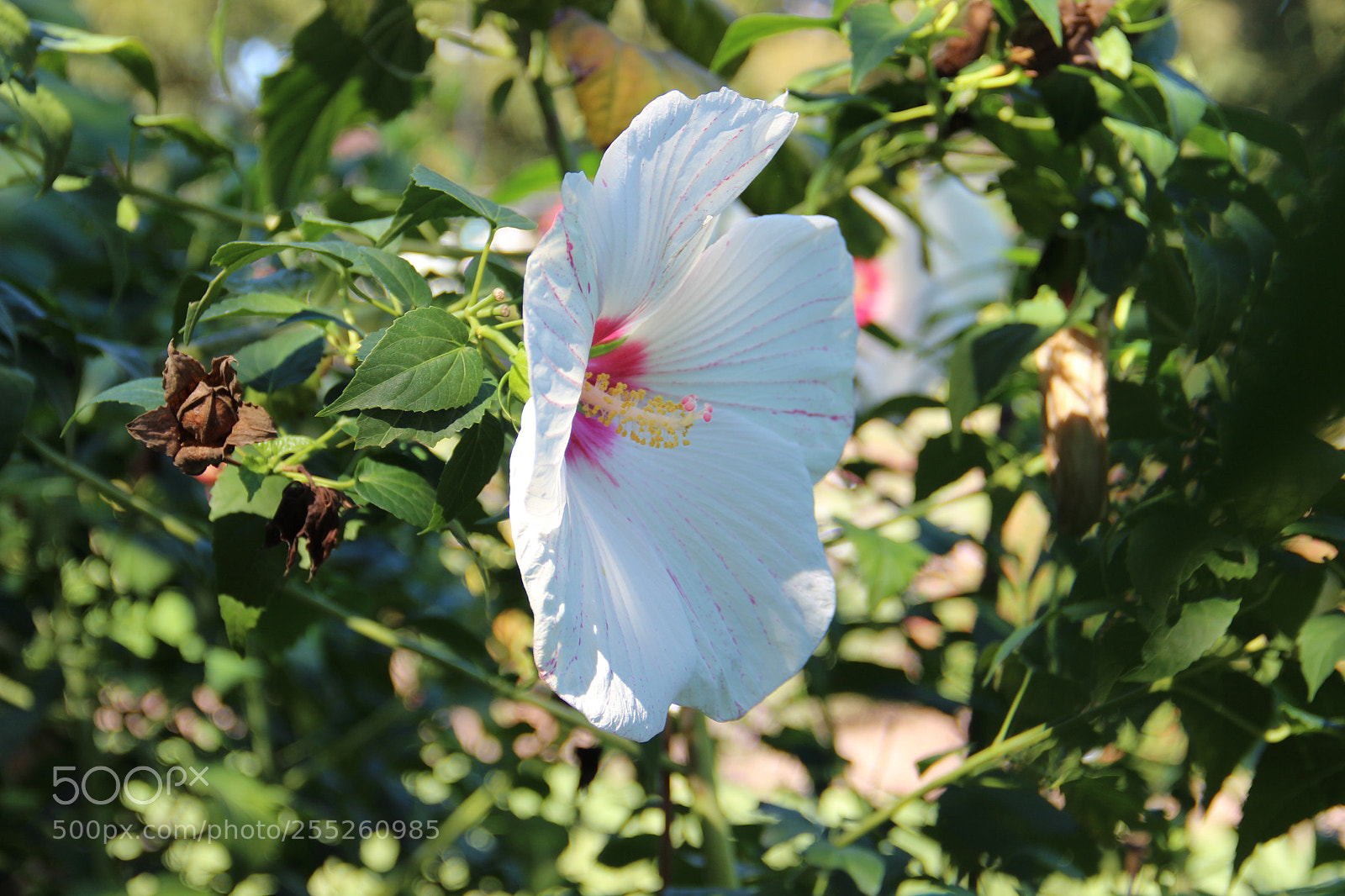 Canon EOS 600D (Rebel EOS T3i / EOS Kiss X5) sample photo. Hibiscus  photography