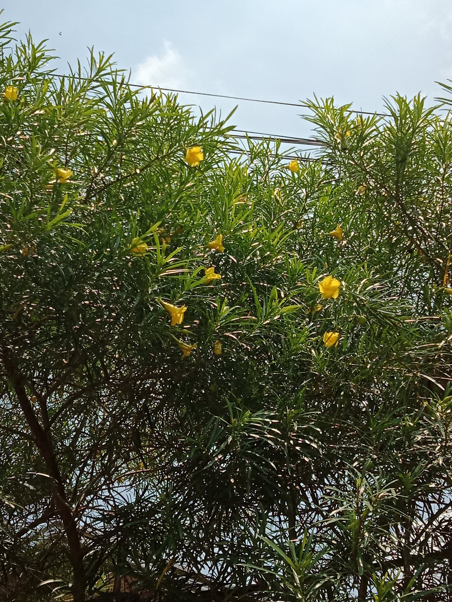 OPPO CPH1729 sample photo. Yellow bells? photography