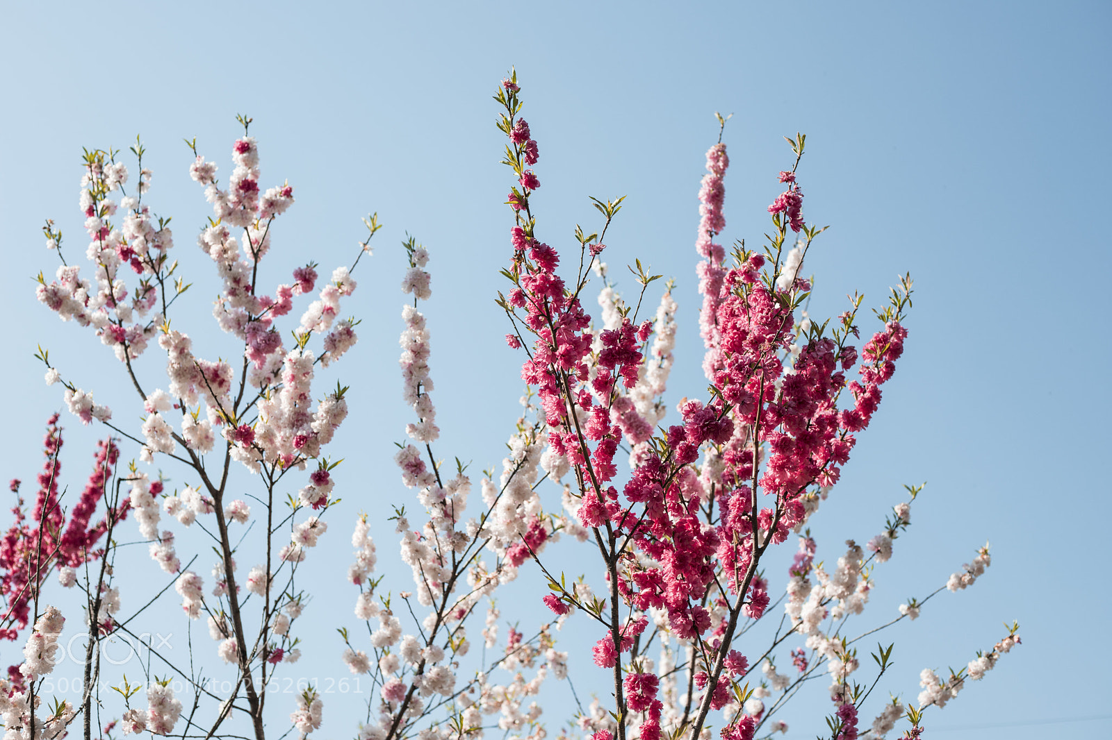 Canon EOS 6D Mark II sample photo. Delicate cherry branches photography