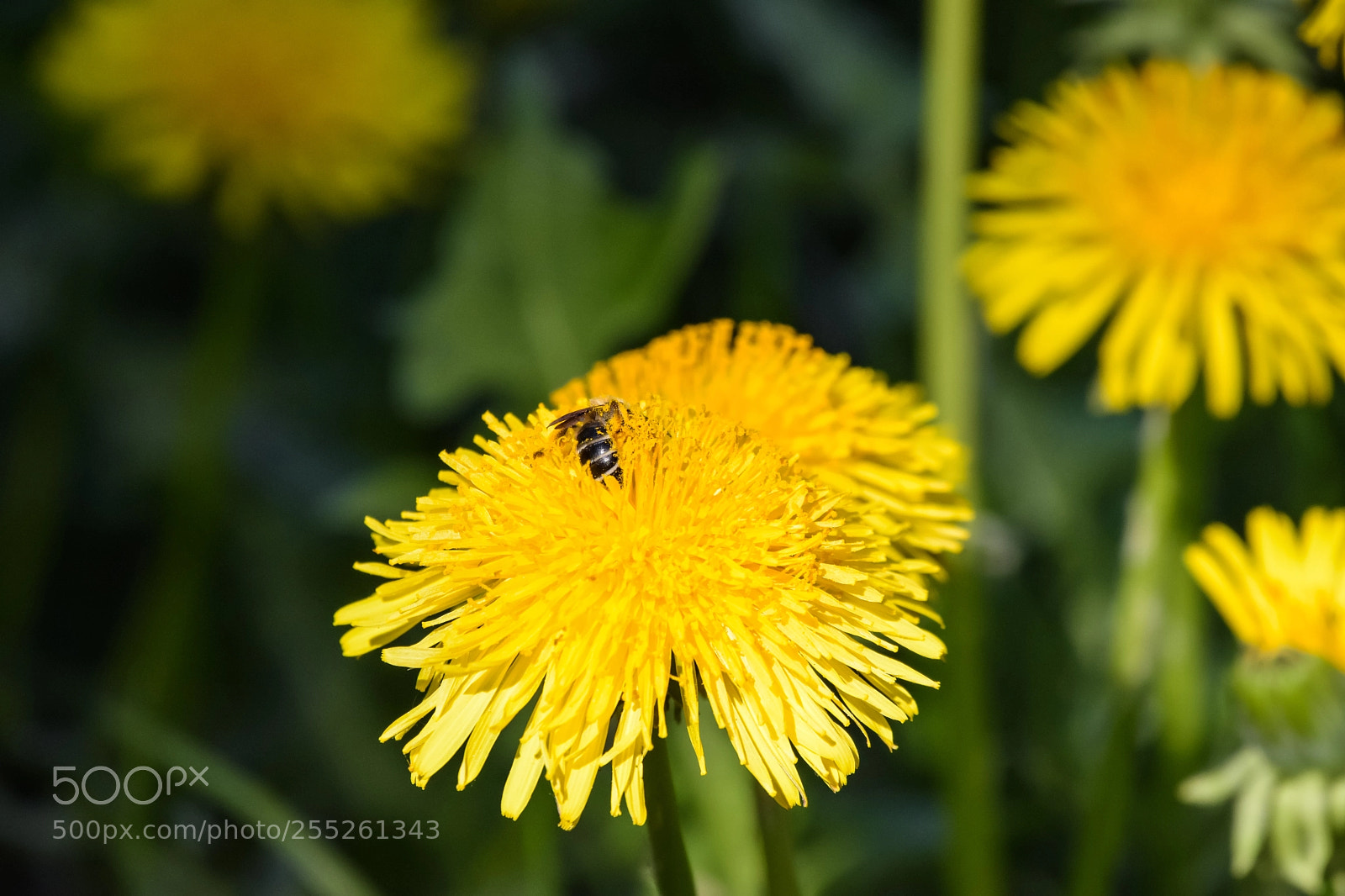 Nikon D7200 sample photo. 'springtime divin'... ' photography